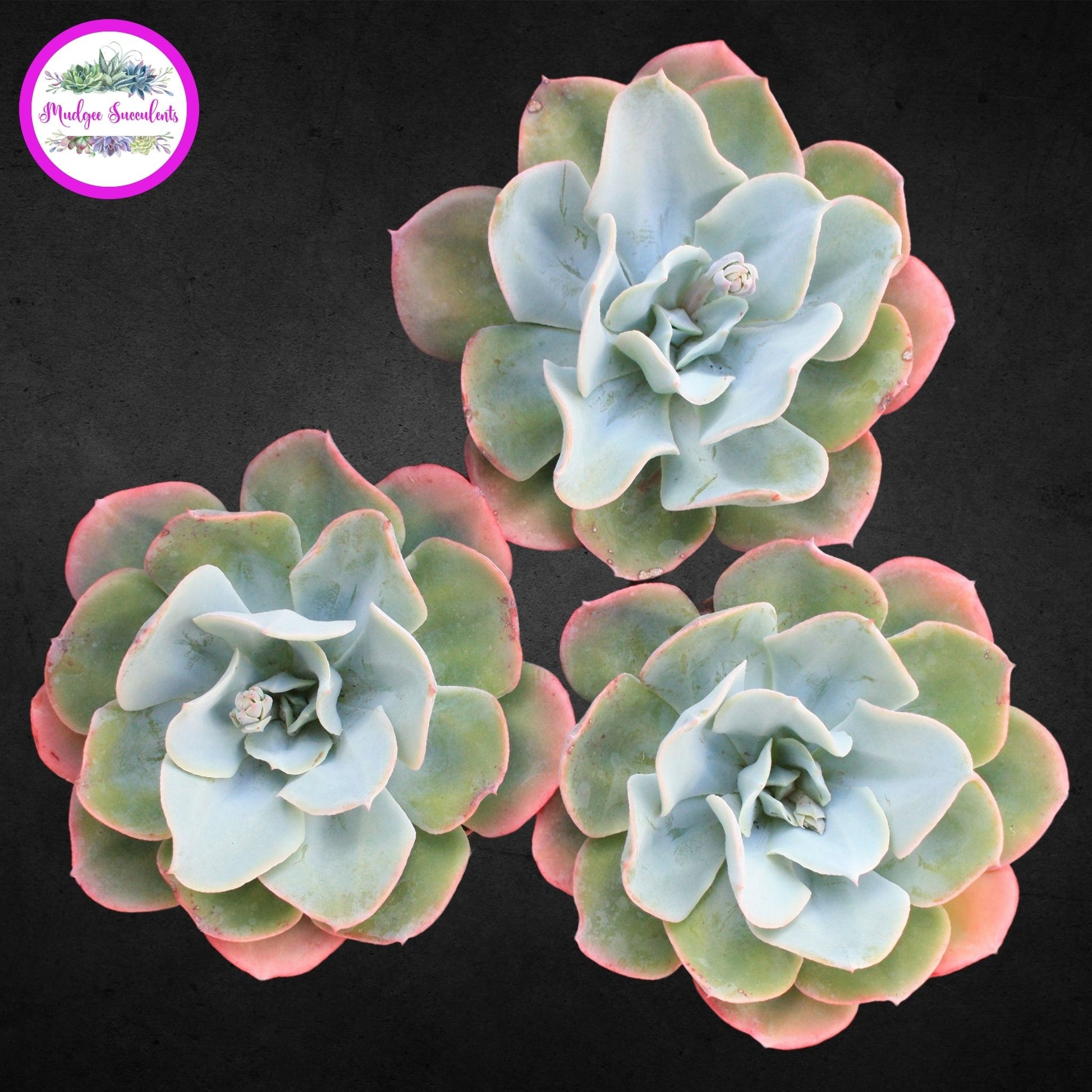 Echeveria 'Cloudburst' - Mudgee Succulents Online Shop