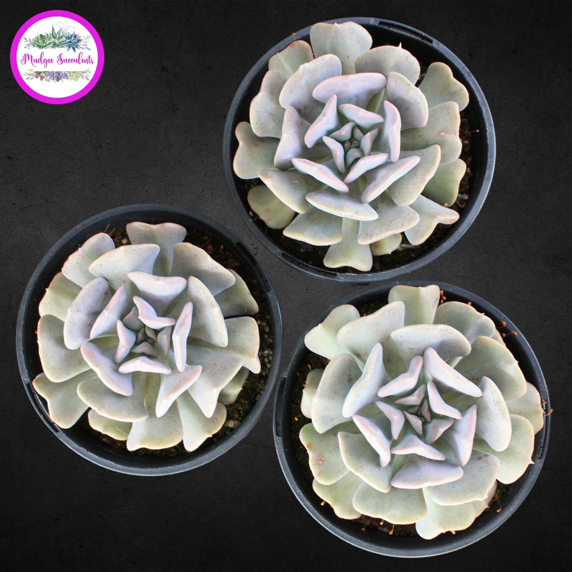 Echeveria 'Cubic Frost' - Mudgee Succulents Online Shop