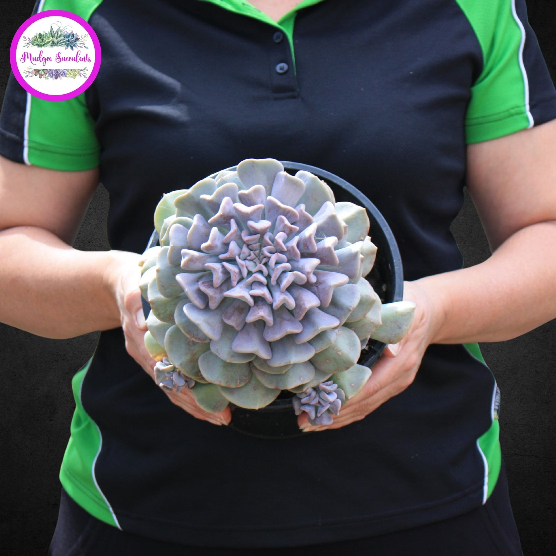 cubic frost succulent Echeveria ‘Cubic Frost'