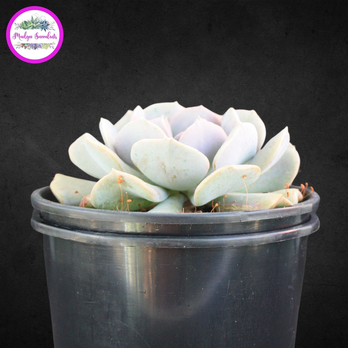 Echeveria 'Cubic Frost' - Mudgee Succulents Online Shop