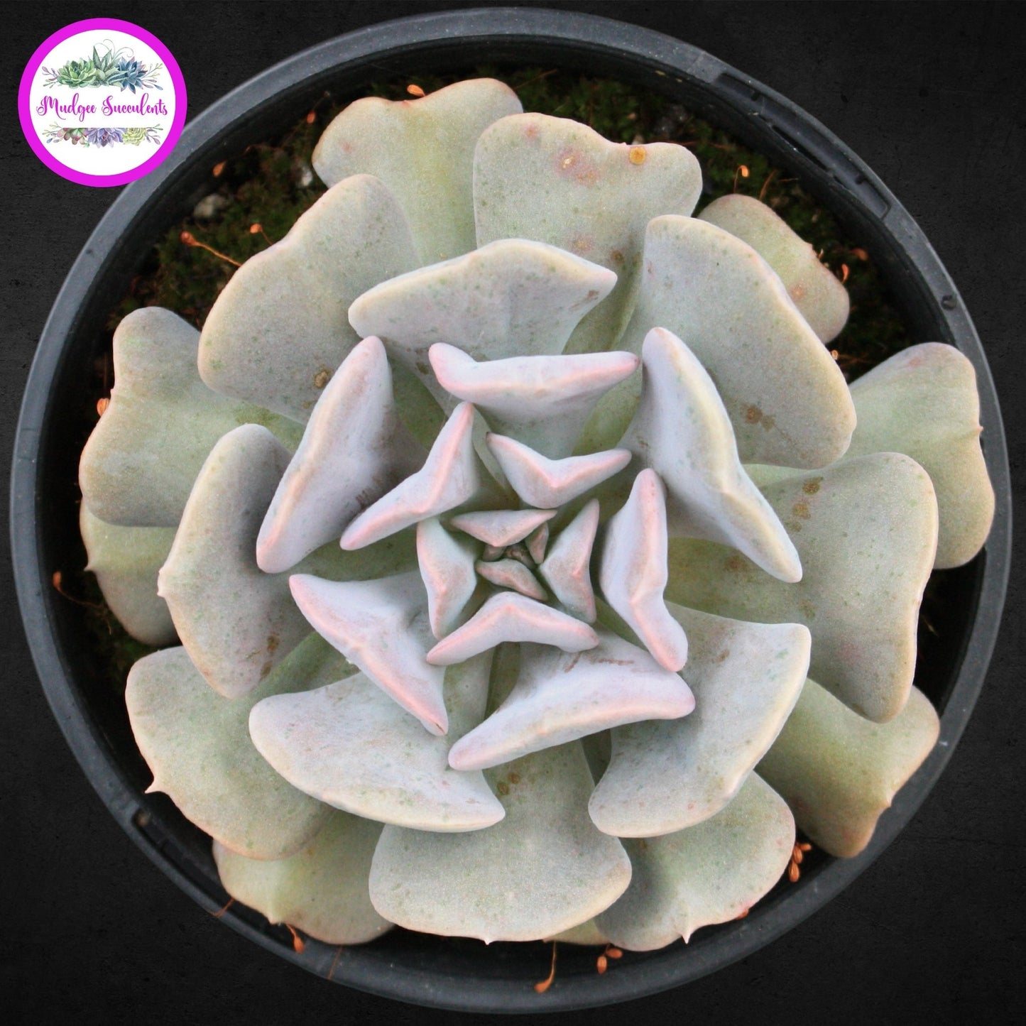 Echeveria 'Cubic Frost' - Mudgee Succulents Online Shop