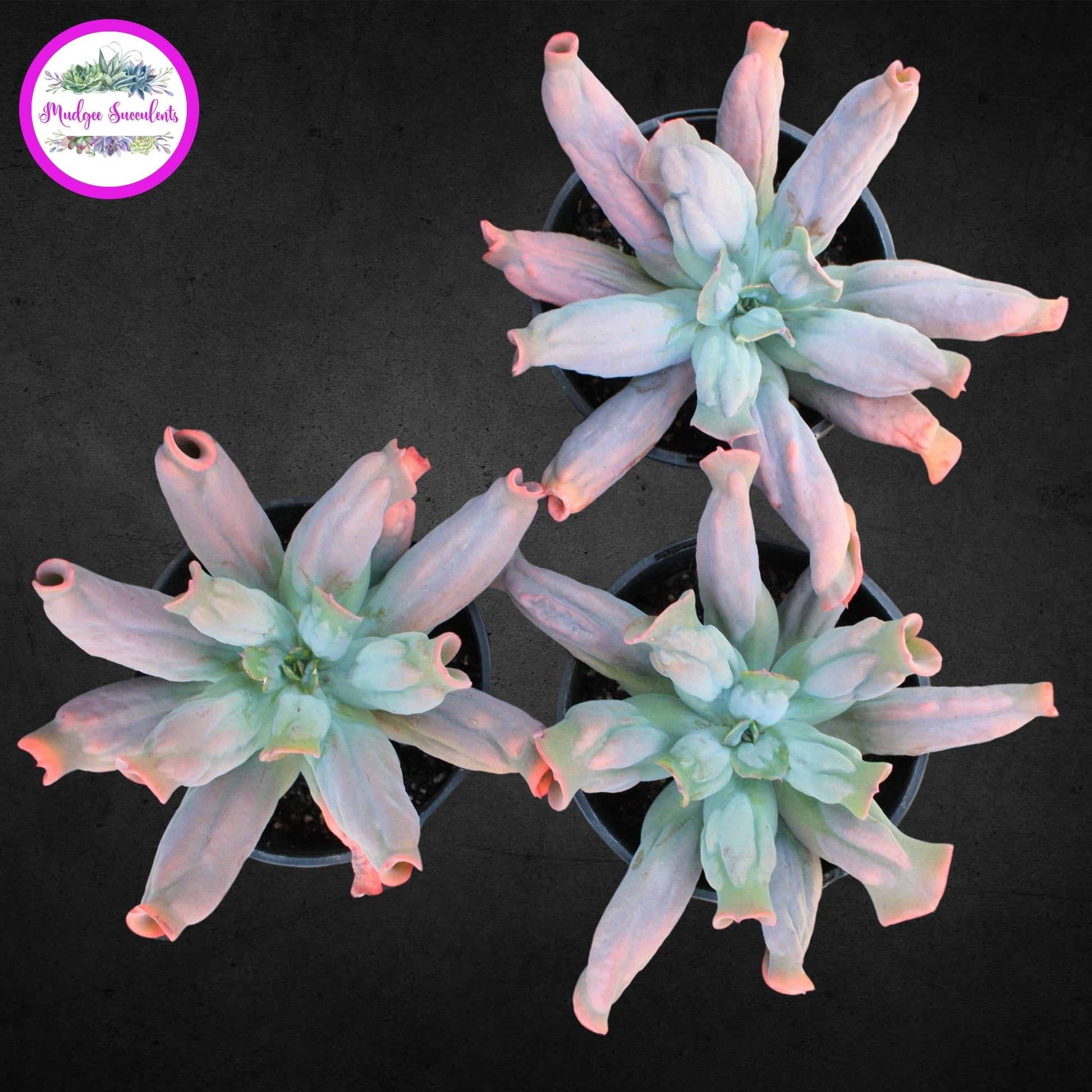 Echeveria 'Culibra' - Mudgee Succulents Online Shop