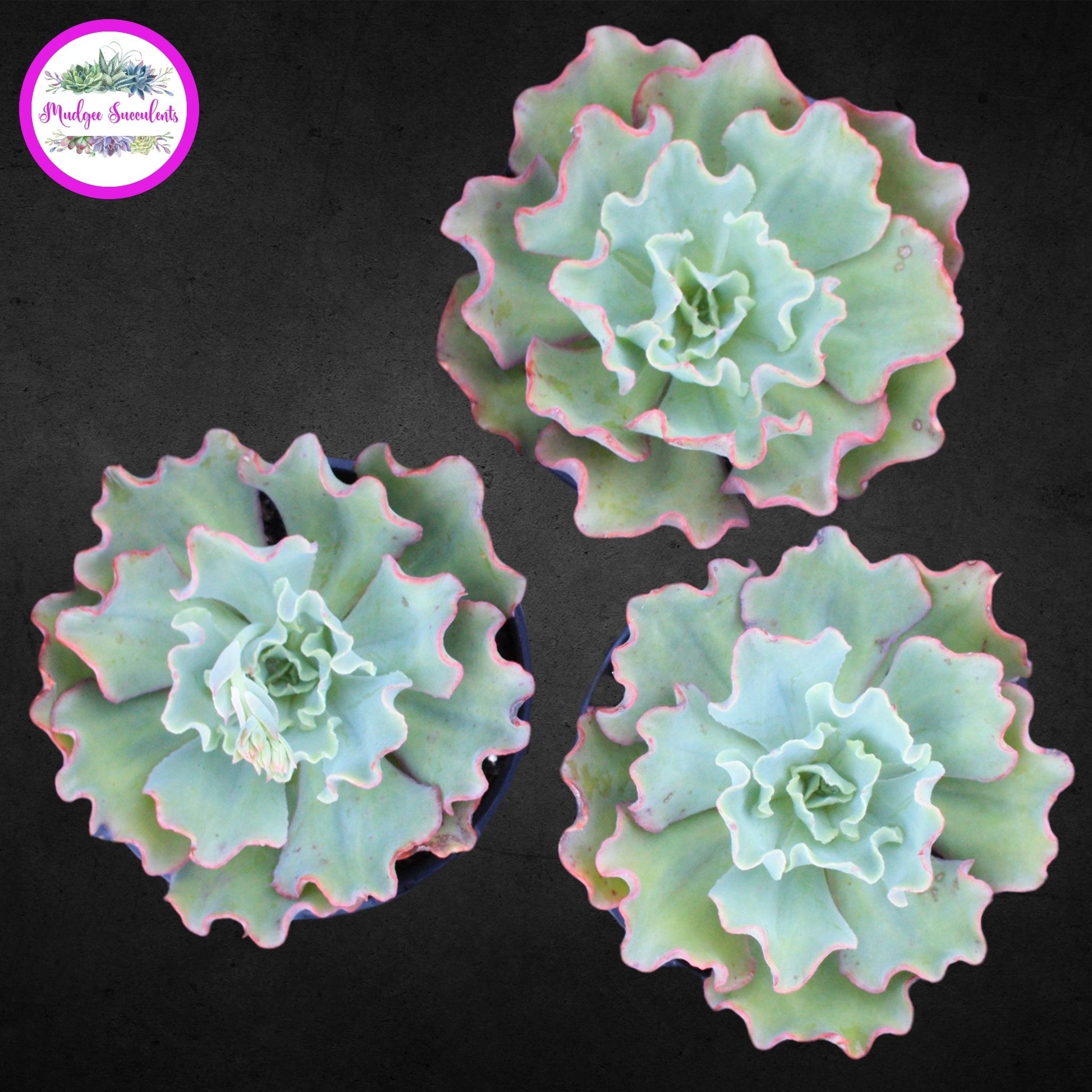 curly hair succulent Echeveria 'Curly Locks' | Mudgee Succulents