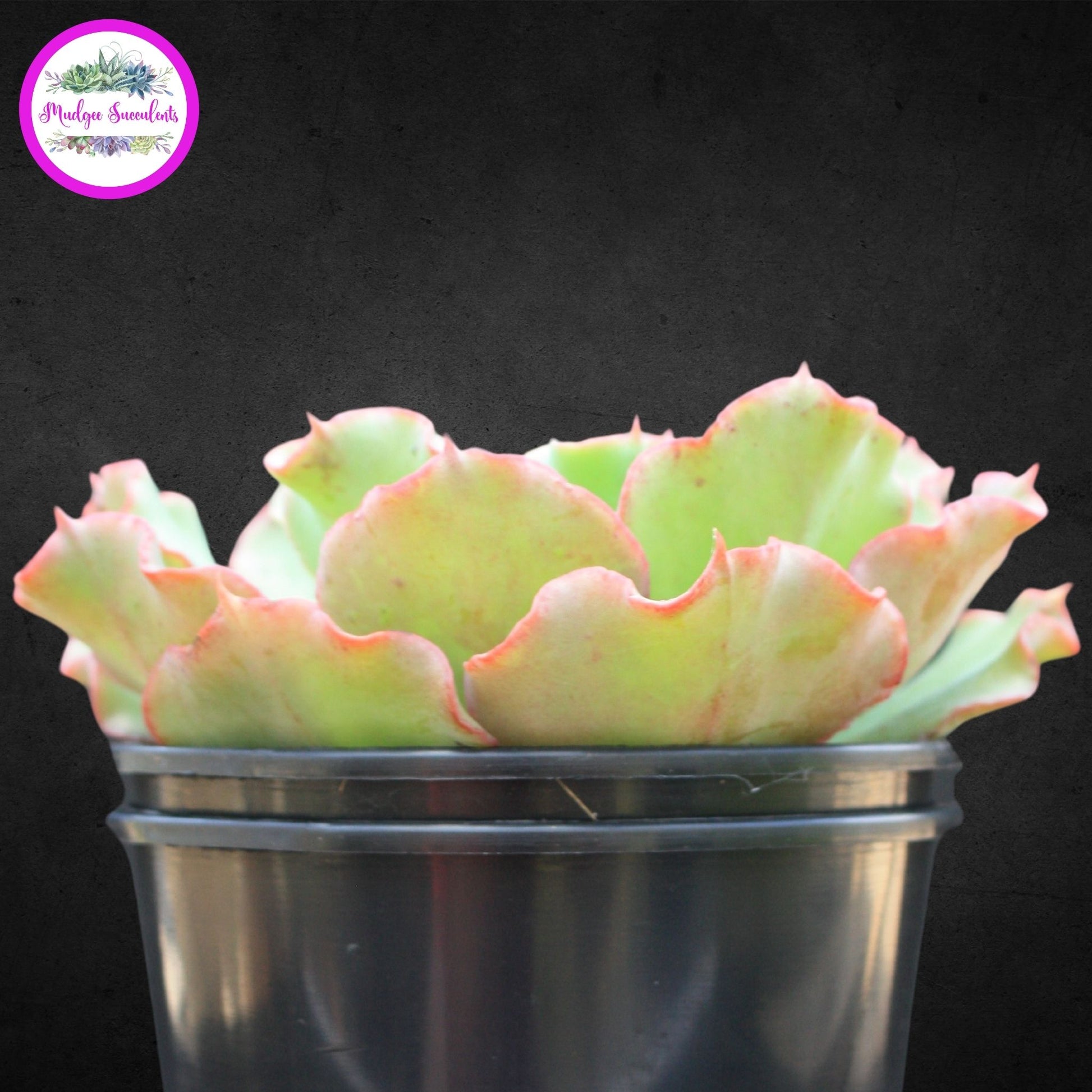 Echeveria 'Curly Locks' - Mudgee Succulents Online Shop