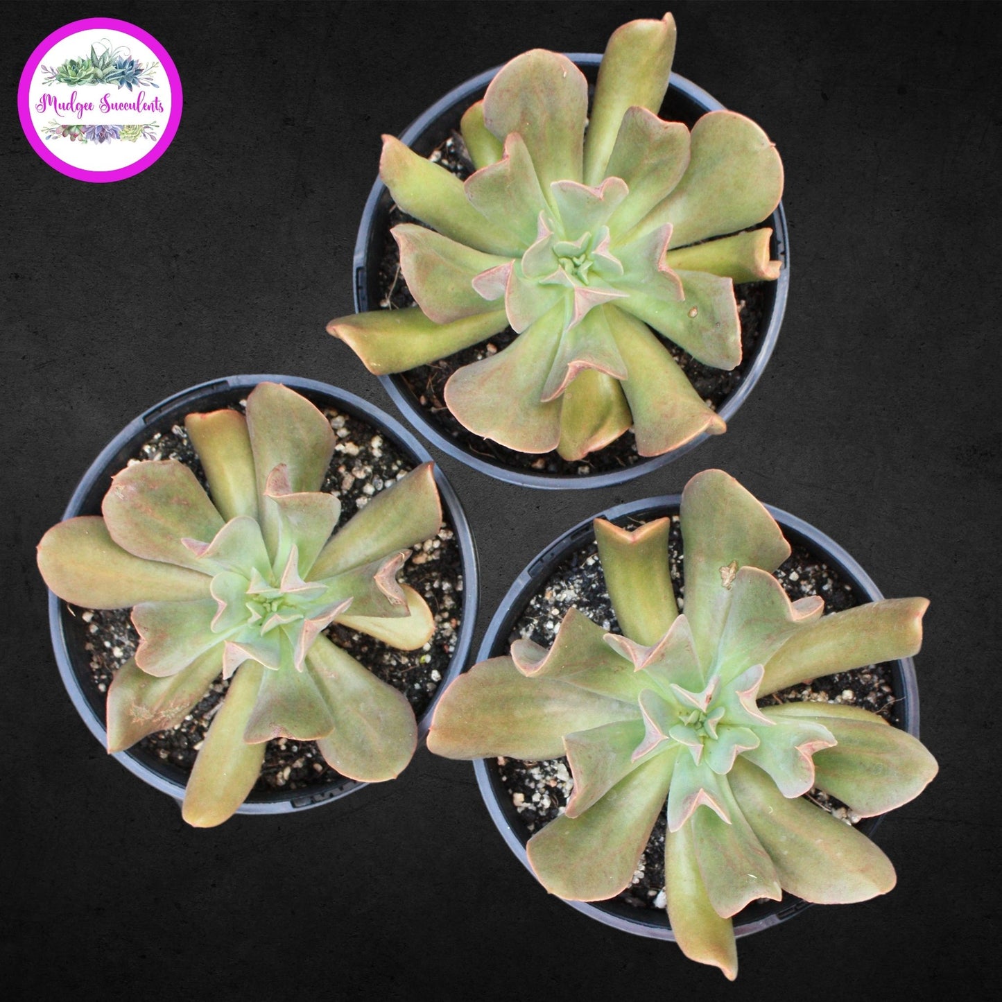  Echeveria 'Dark Vader' - Mudgee Succulents Online Shop