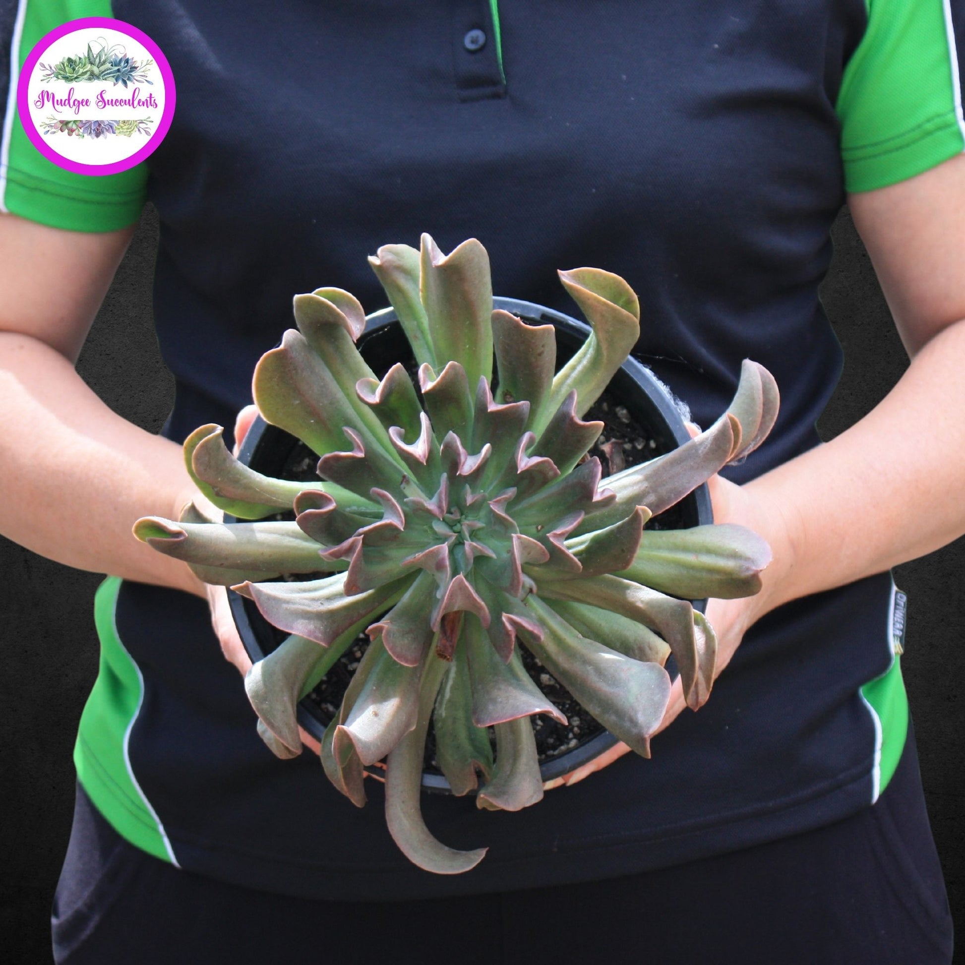 Echeveria 'Dark Vader' - Mature Plant - Mudgee Succulents 