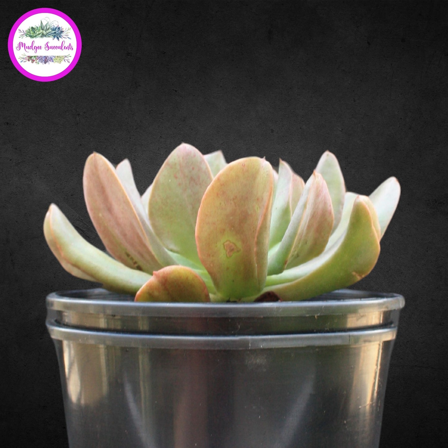 Echeveria 'Dark Vader' - Mudgee Succulents Online Shop