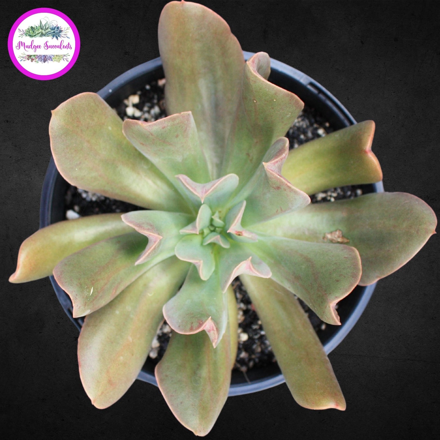  Echeveria 'Dark Vader' - Mudgee Succulents Online Shop