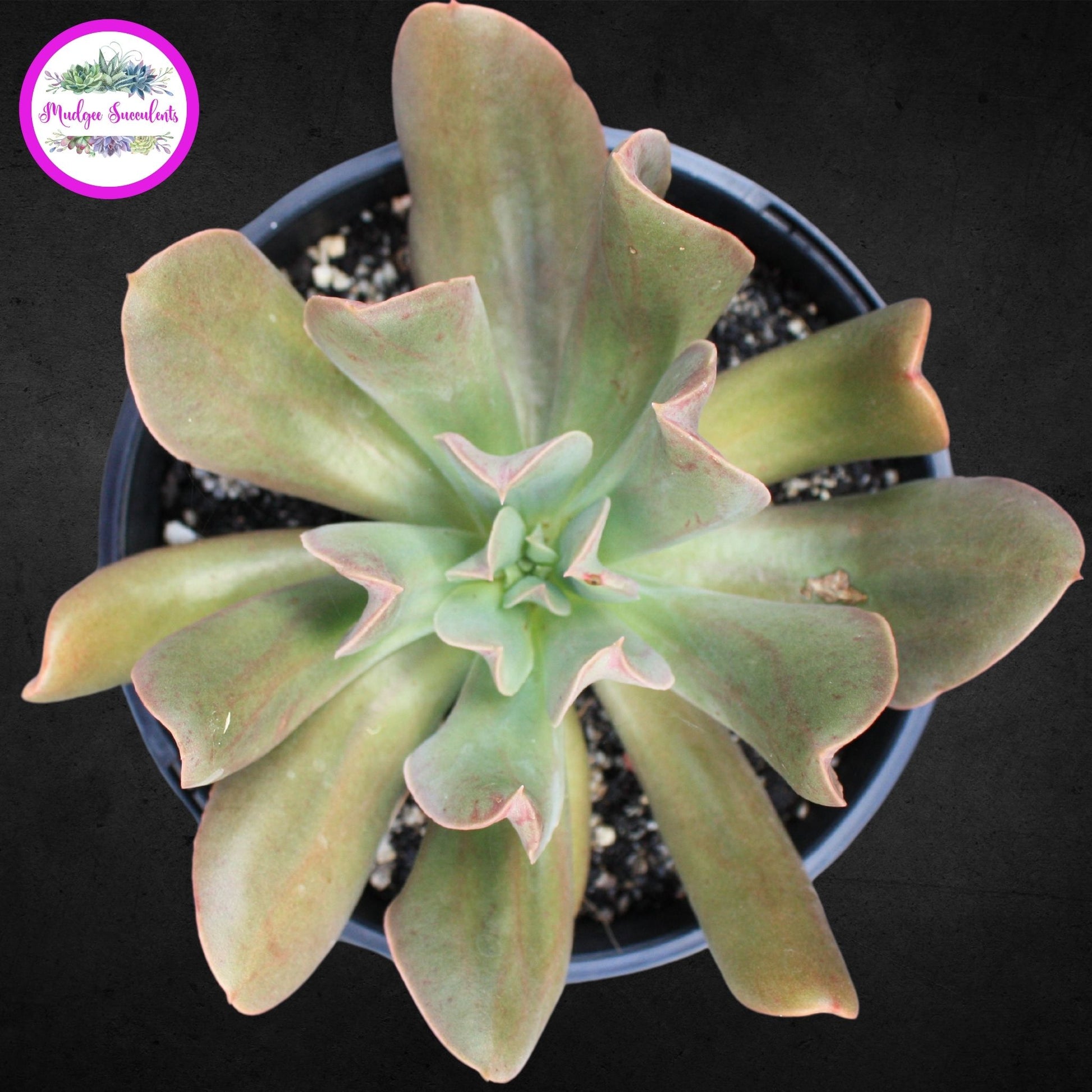  Echeveria 'Dark Vader' - Mudgee Succulents Online Shop