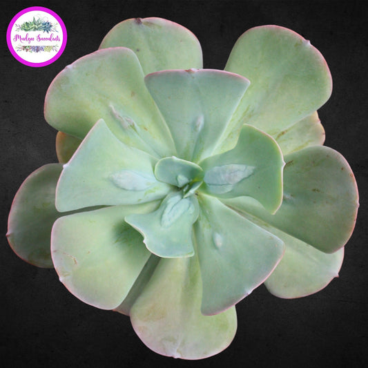 Succulent Plant - Echeveria 'Embossed Gem' - Mudgee Succulents Online Shop