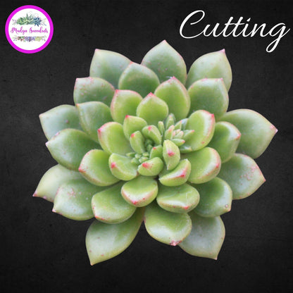 Succulent Cutting - Echeveria 'Emerald Ripple' - Mudgee Succulents Online Shop