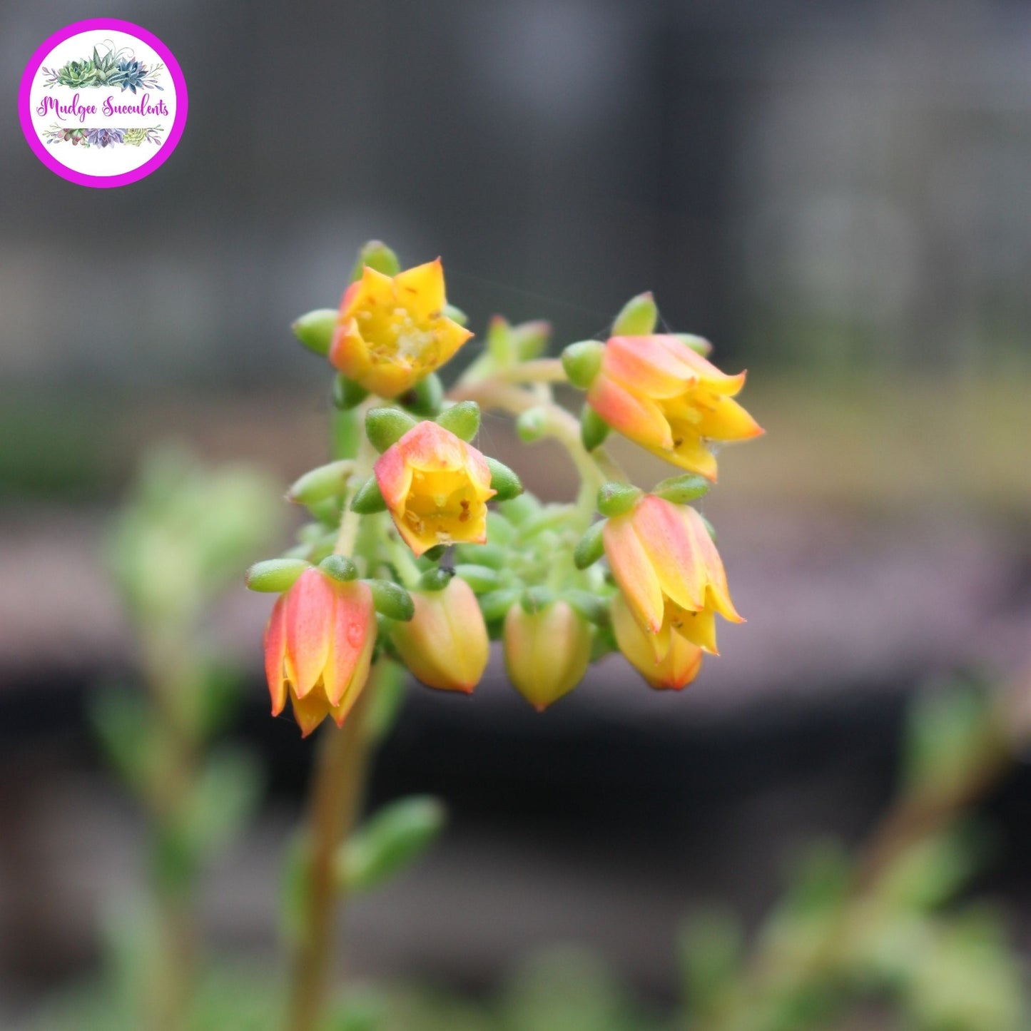 Succulent Flowers - Echeveria 'Emerald Ripple' - Mudgee Succulents Online Shop