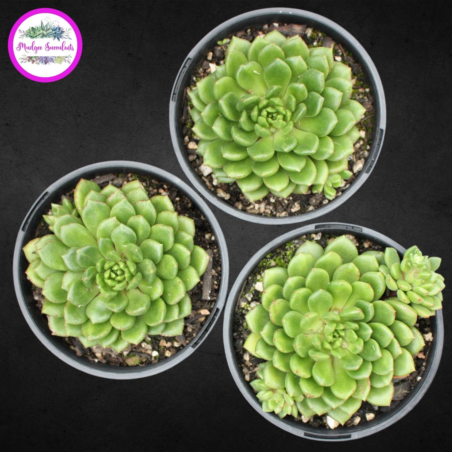 Succulent Plant - Echeveria 'Emerald Ripple' - Mudgee Succulents Online Shop