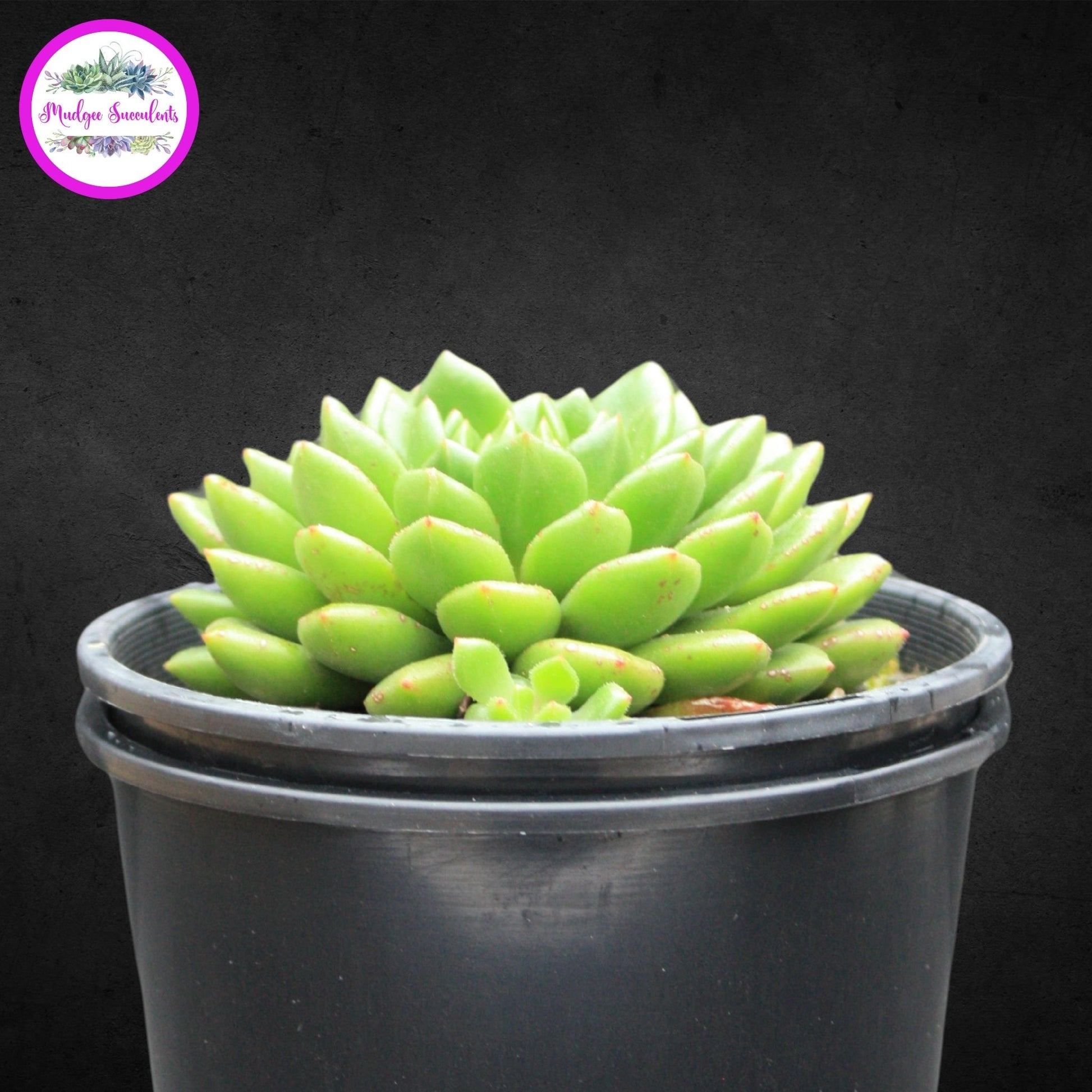 Succulent Plant - Echeveria 'Emerald Ripple' - Mudgee Succulents Online Shop