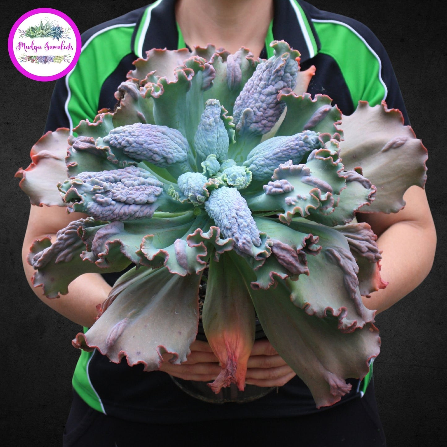 Echeveria 'Etna' - Mudgee Succulents Online Shop