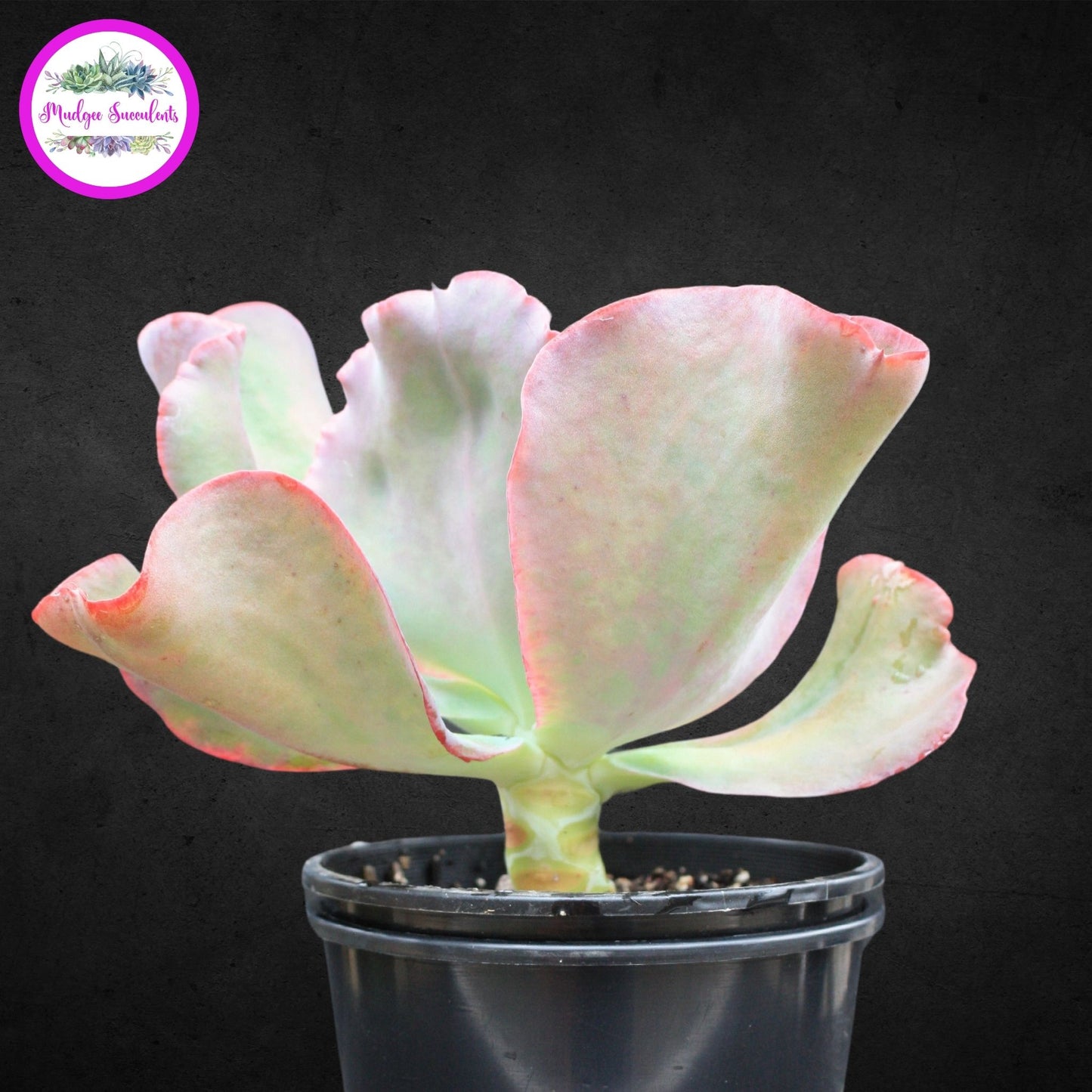 Echeveria 'Etna' - Mudgee Succulents