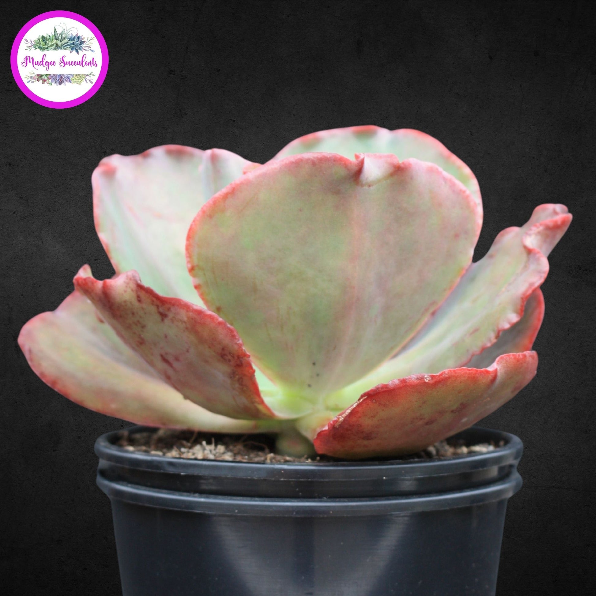 Succulent Plant - Echeveria 'Frills' - Mudgee Succulents