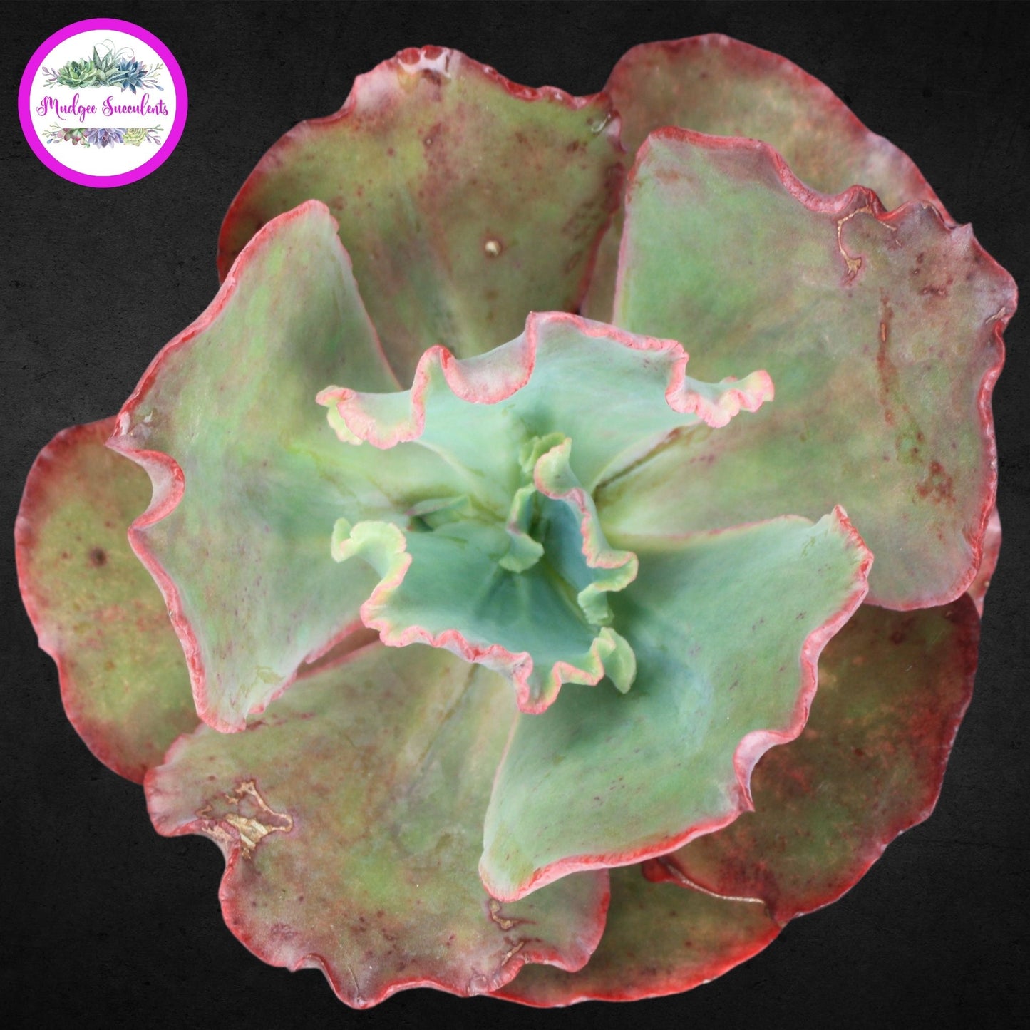 Succulent Plant - Echeveria 'Frills' - Mudgee Succulents Online Shop