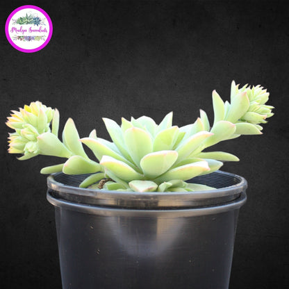 Succulent Plant - Echeveria ‘Graessneri’ - Mudgee Succulents Online Shop