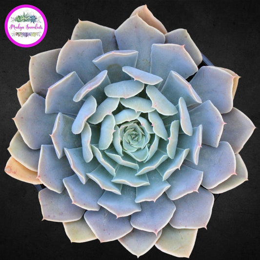 Echeveria 'Gunsyn' - Mudgee Succulents Online Shop