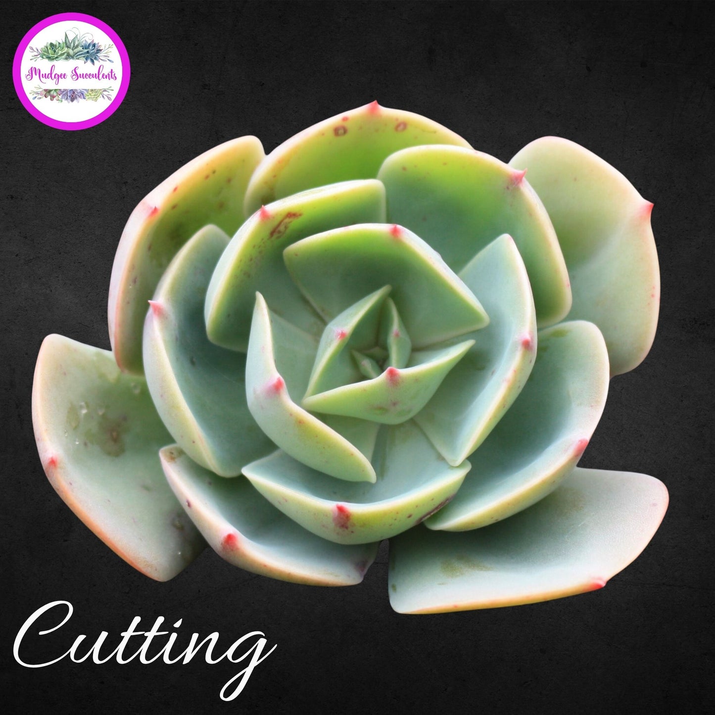 Succulent Cutting - Echeveria 'Imbricata' - Mudgee Succulents Online Shop