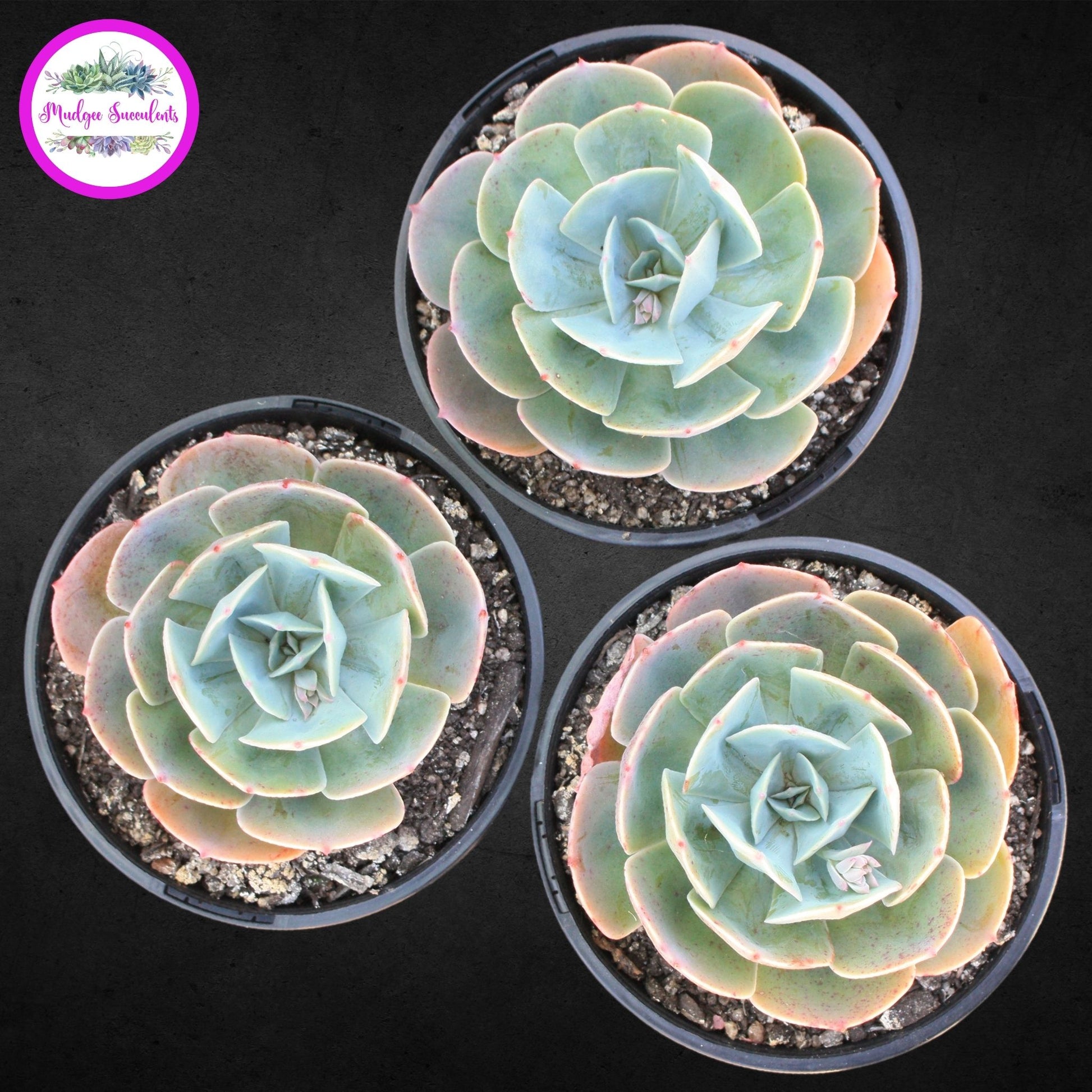 Succulent Plants - Echeveria 'Imbricata' - Mudgee Succulents Online Shop