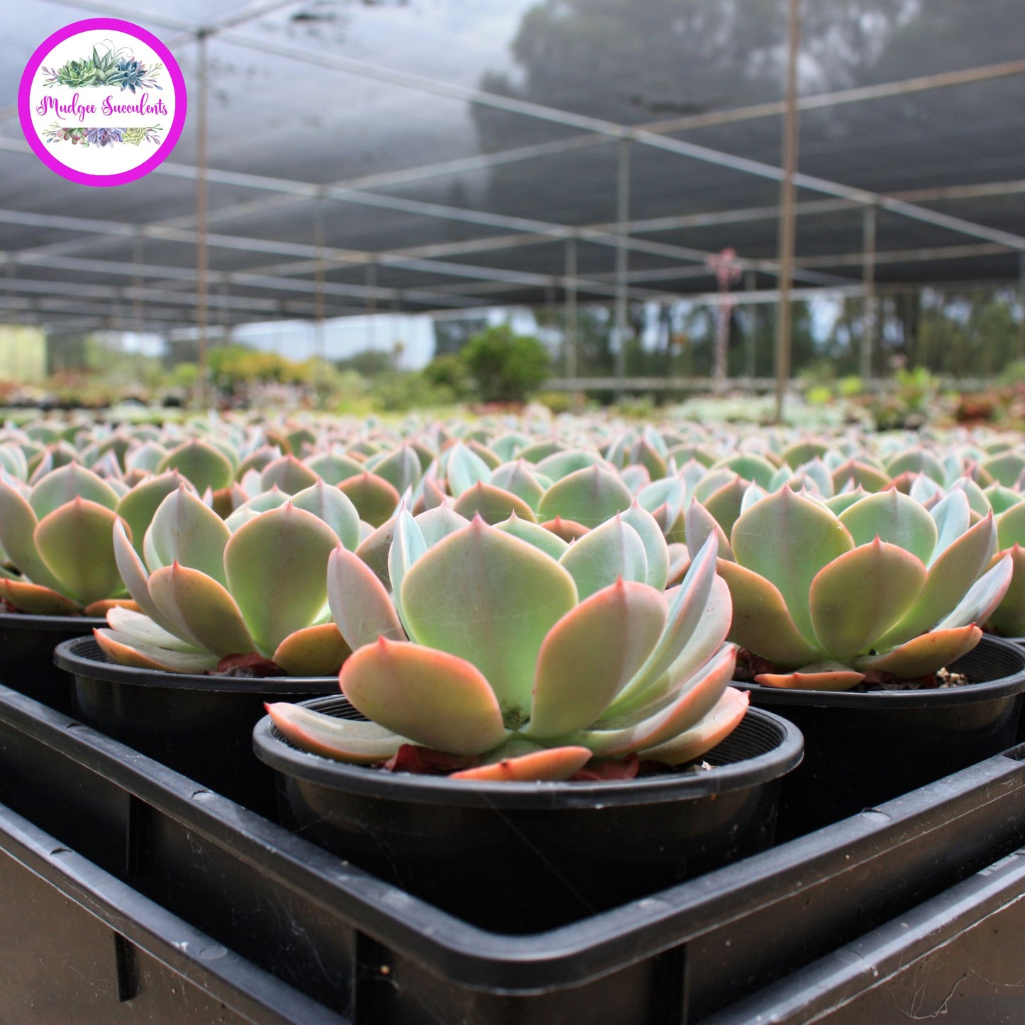 Succulent Plants - Echeveria 'Imbricata' - Mudgee Succulents Online Shop