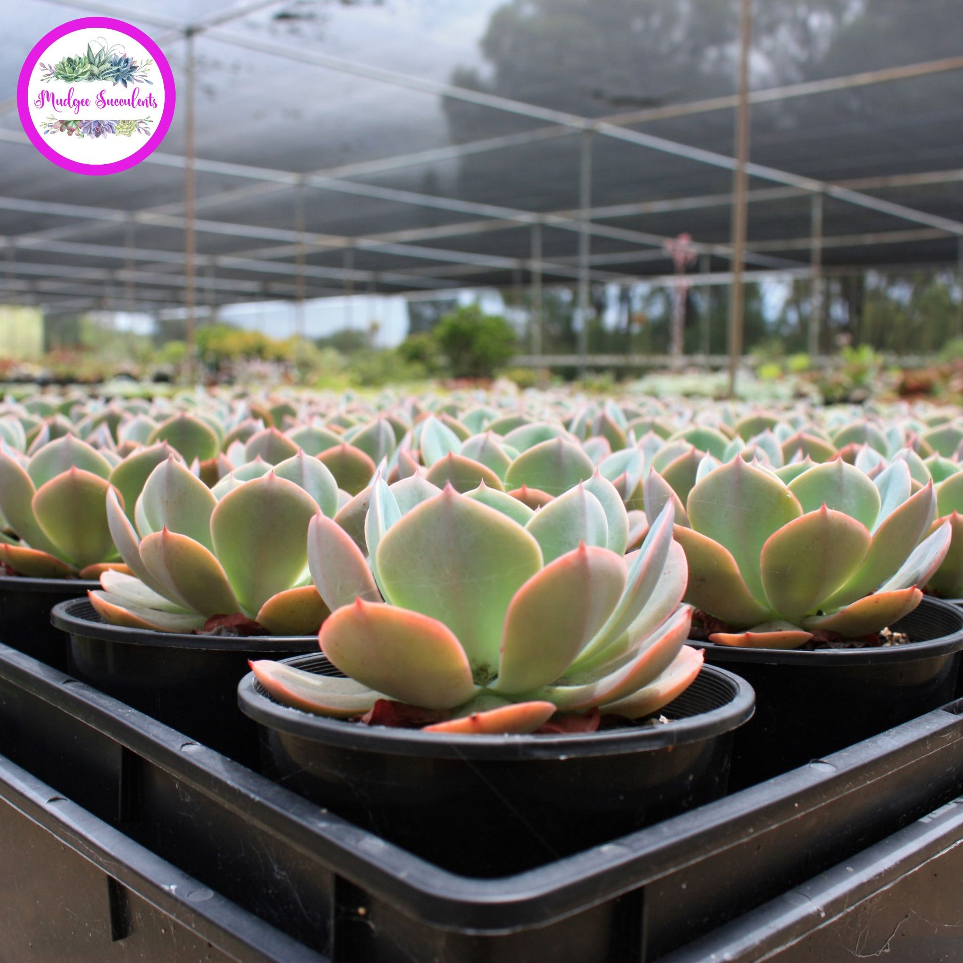 Succulent Plants - Echeveria 'Imbricata' - Mudgee Succulents Online Shop
