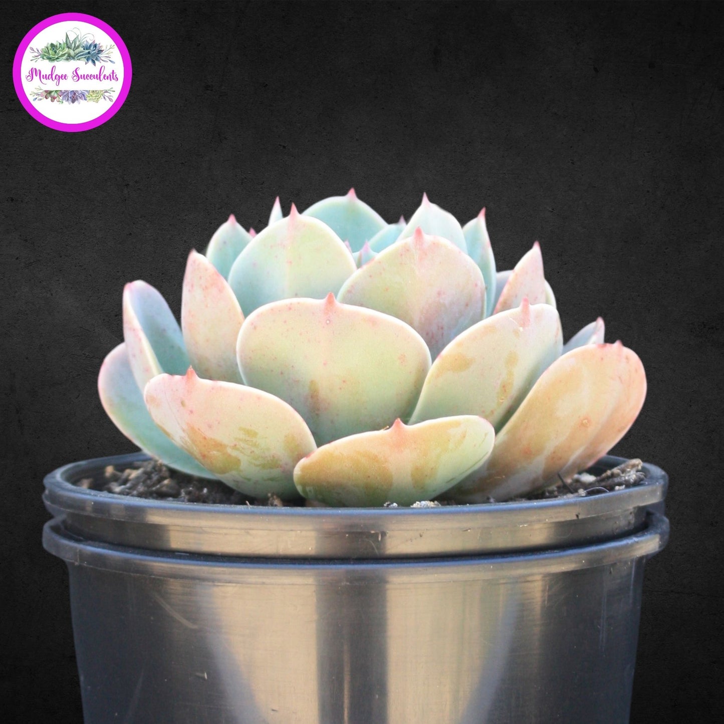 Succulent Plant - Echeveria 'Imbricata' - Mudgee Succulents Online Shop