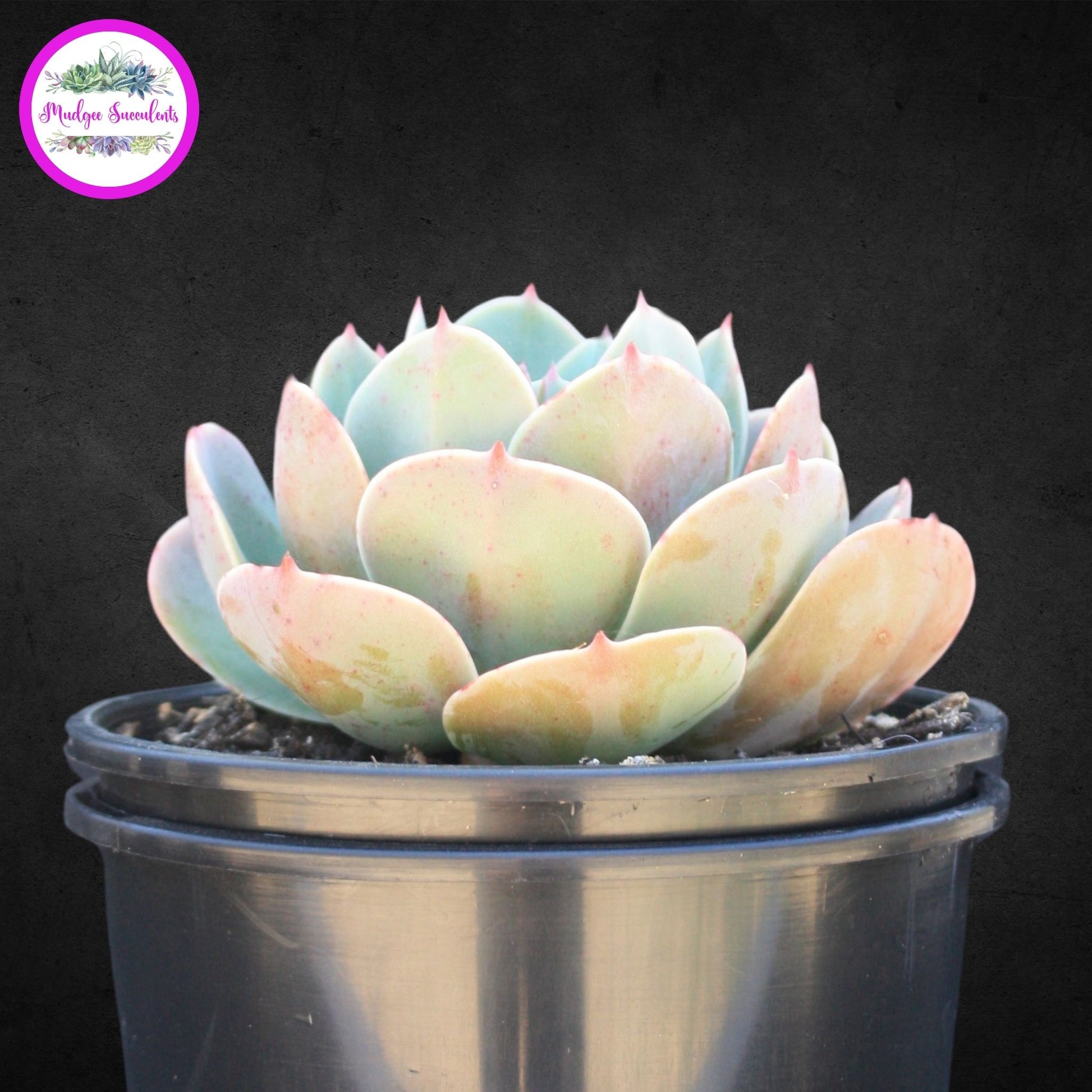 Succulent Plant - Echeveria 'Imbricata' - Mudgee Succulents Online Shop