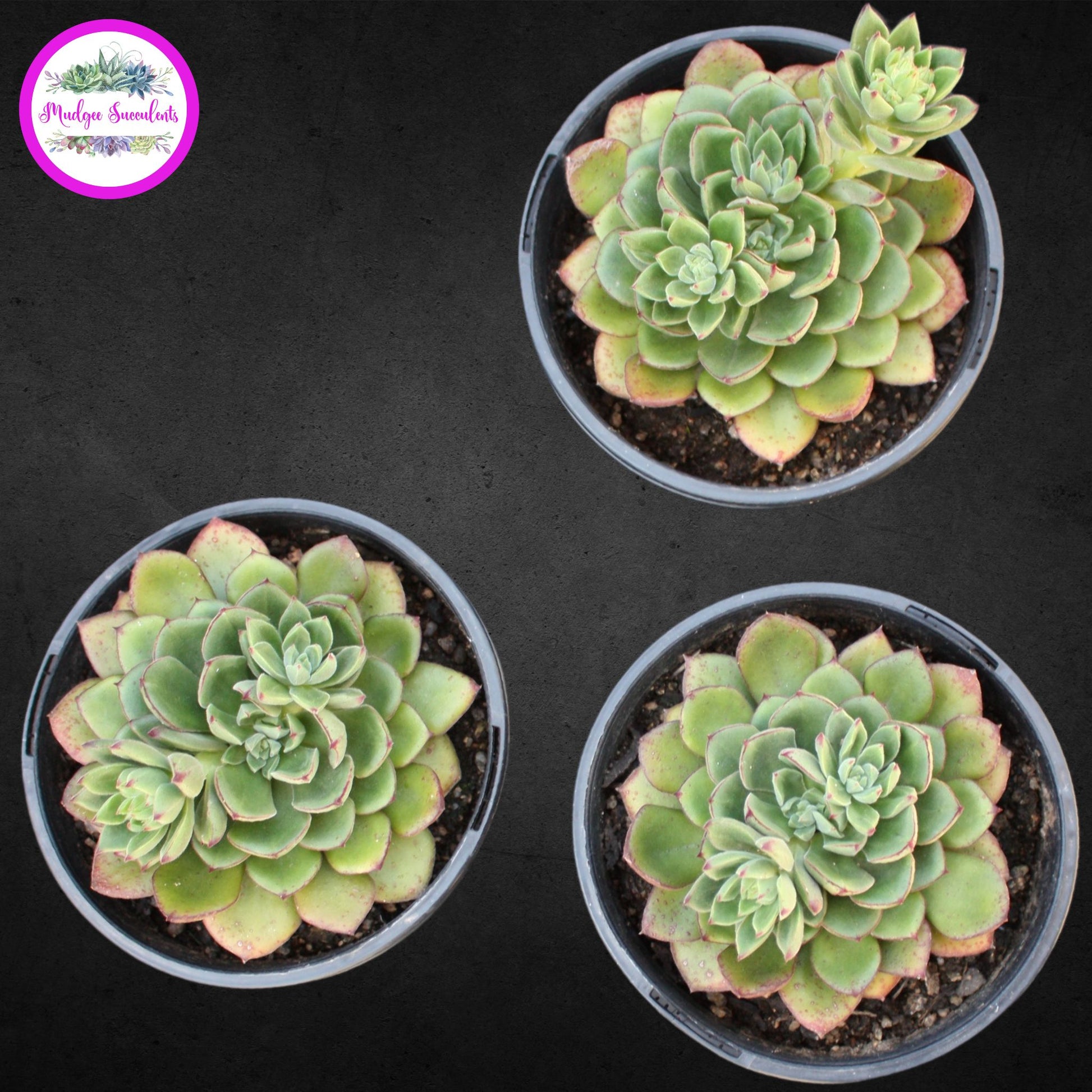 Succulent Plant - Echeveria ‘Joan Daniel’ - Mudgee Succulents Online Shop