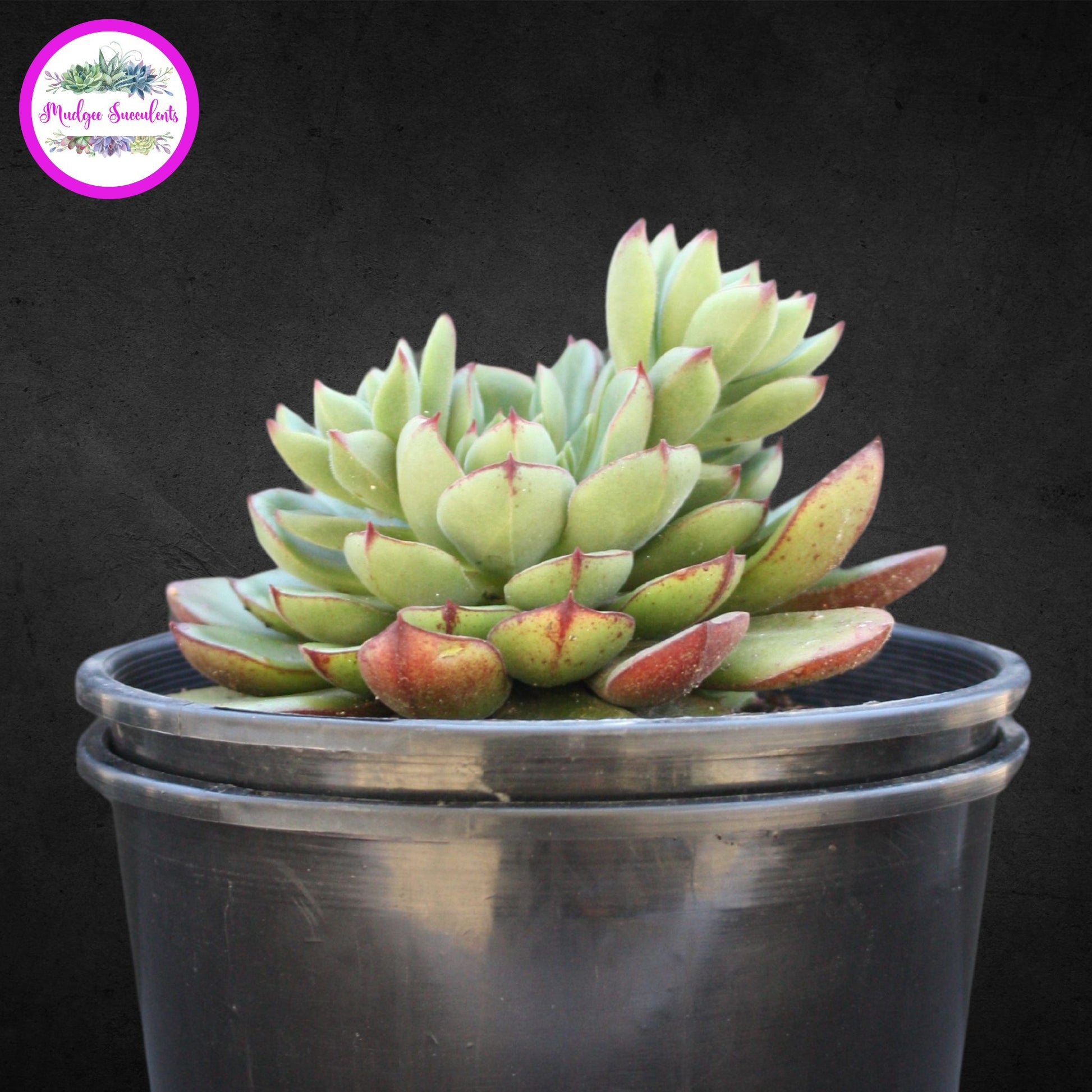 Succulent Plant - Echeveria ‘Joan Daniel’ - Mudgee Succulents Online Shop
