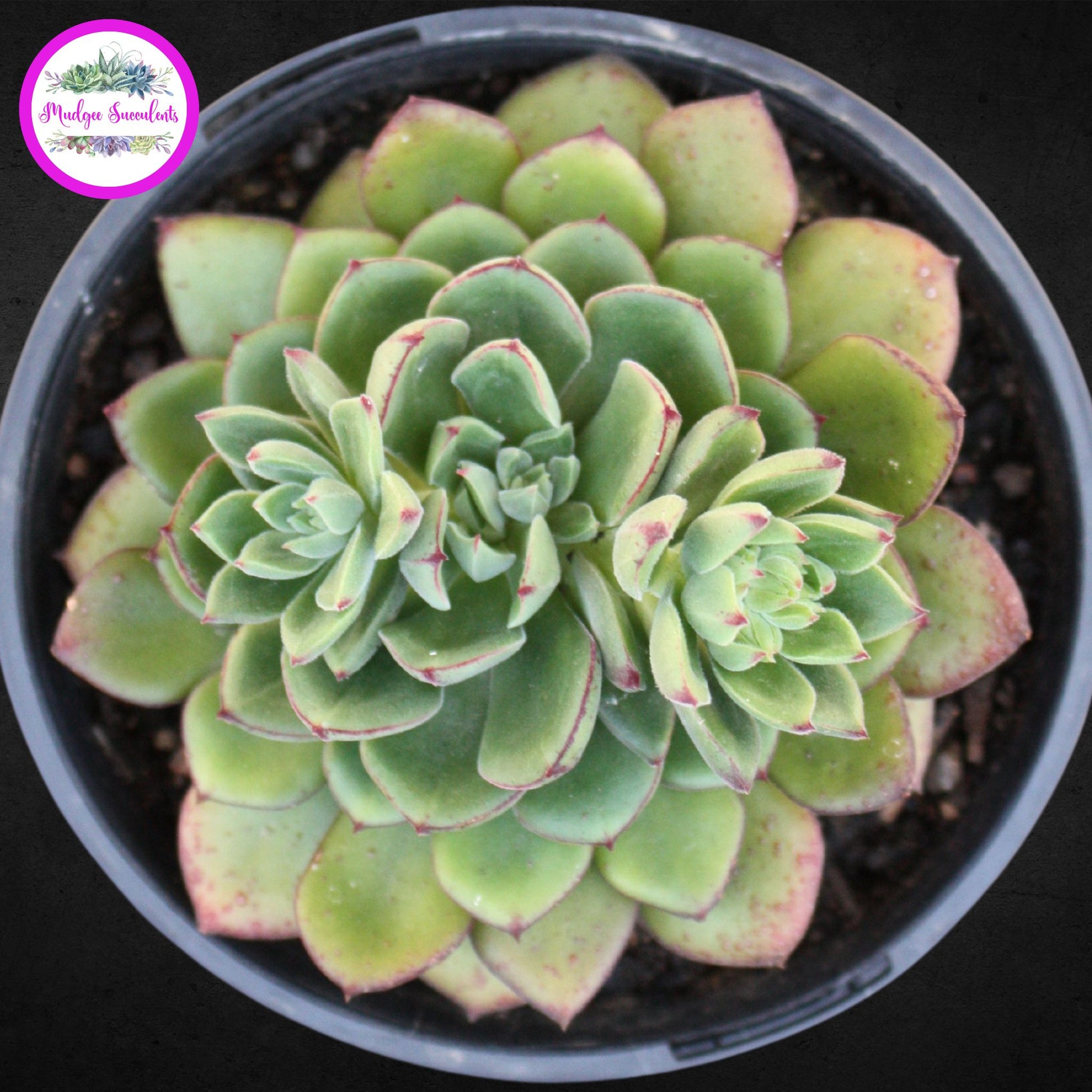 joann succulents Echeveria ‘Joan Daniel'