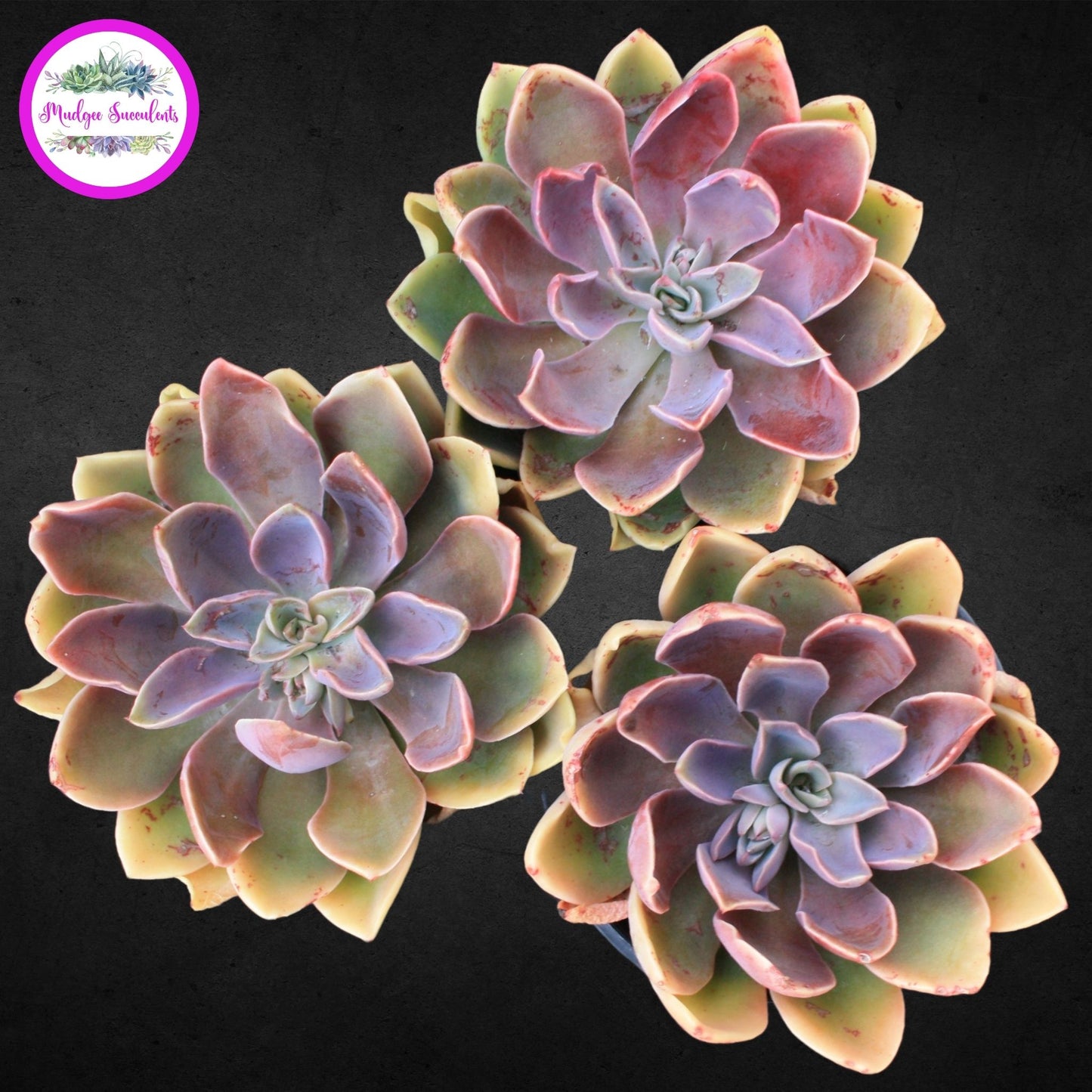Echeveria 'Jules' - Mudgee Succulents Online Shop