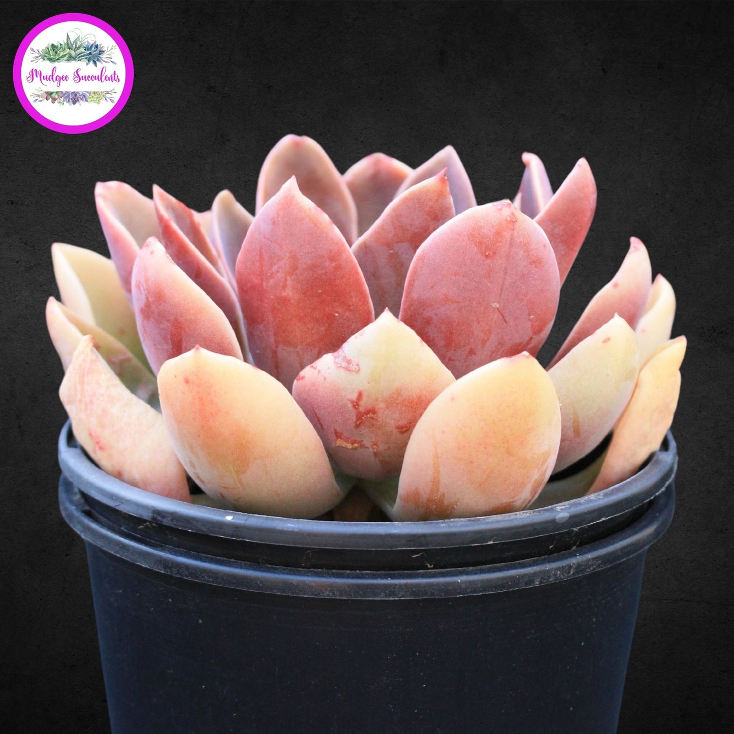 Echeveria 'Jules' - Mudgee Succulents Online Shop