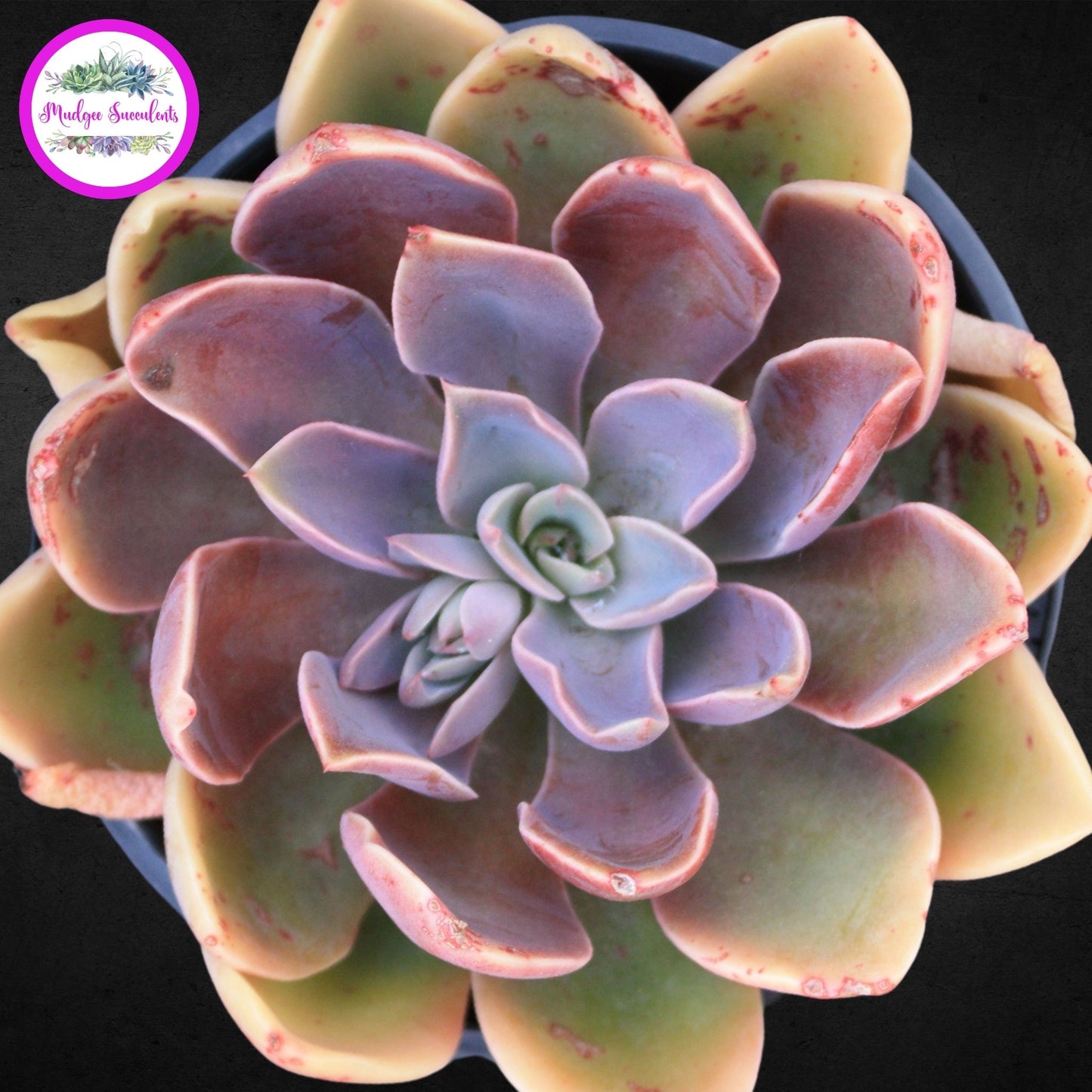 Echeveria 'Jules' - Mudgee Succulents Online Shop
