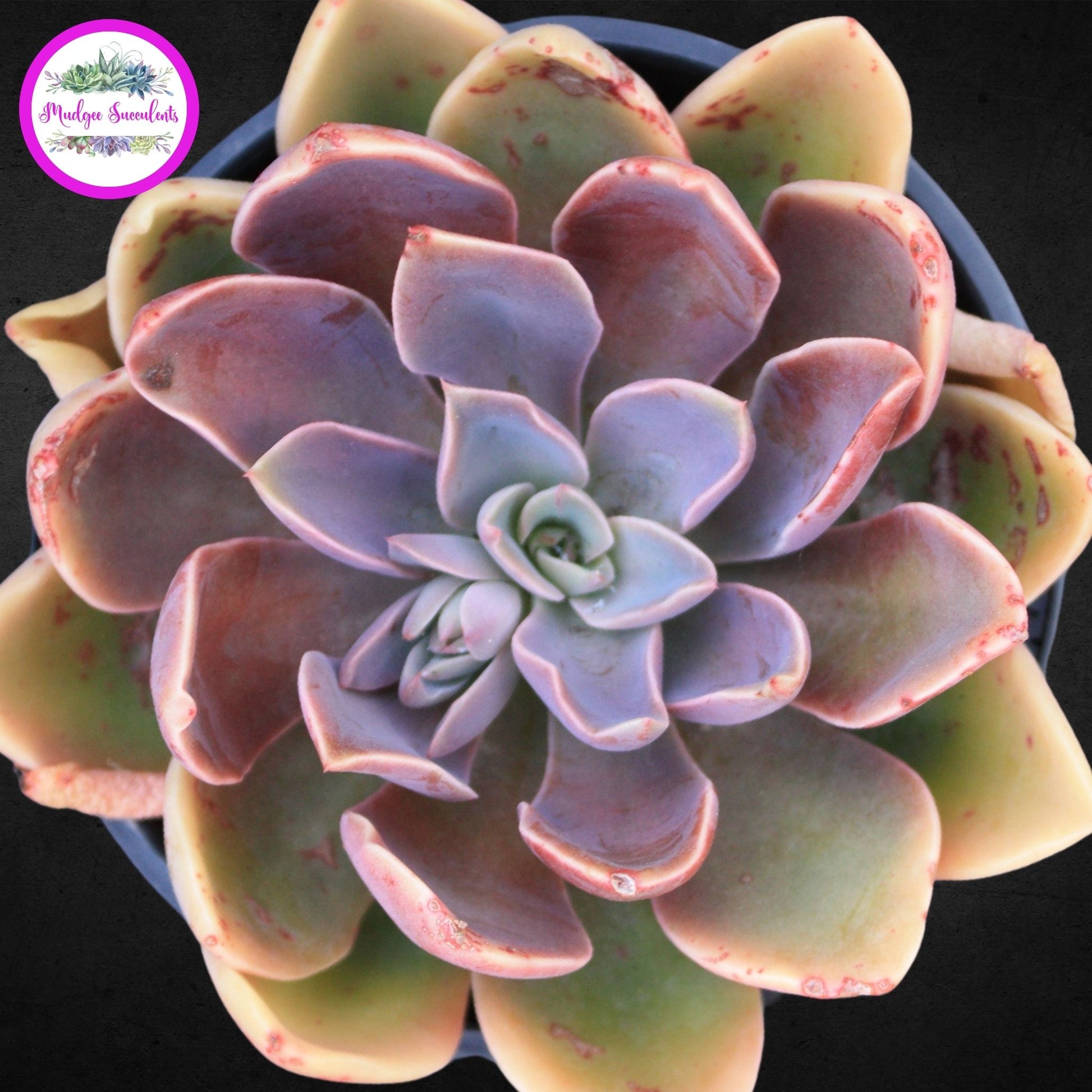 Echeveria 'Jules' - Mudgee Succulents Online Shop