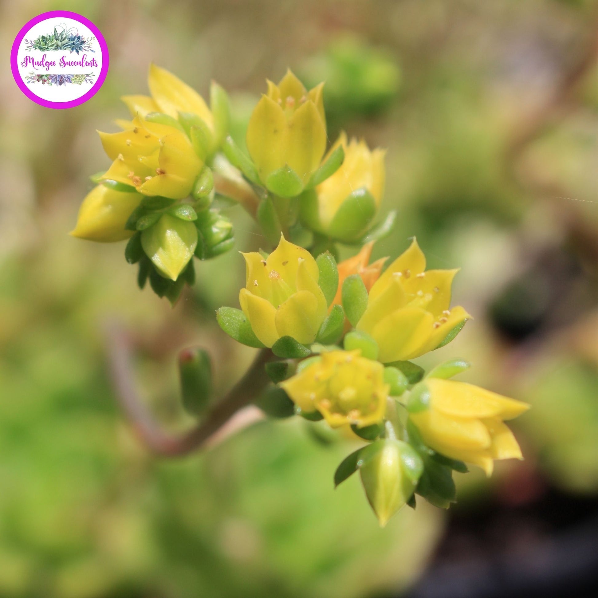 Echeverial 'Leisal' Flower - Mudgee Succulents