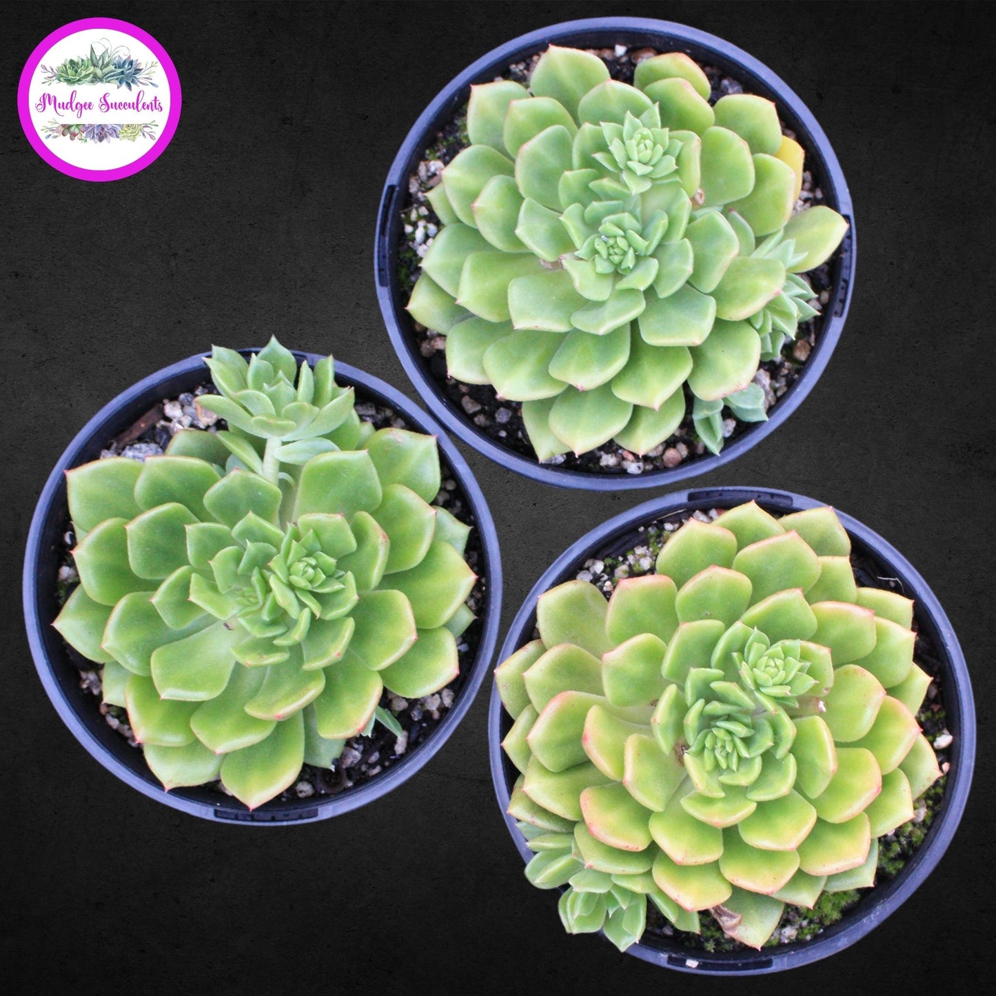 Succulent Plant - Echeveria ‘Leisal’ - Mudgee Succulents Online Shop