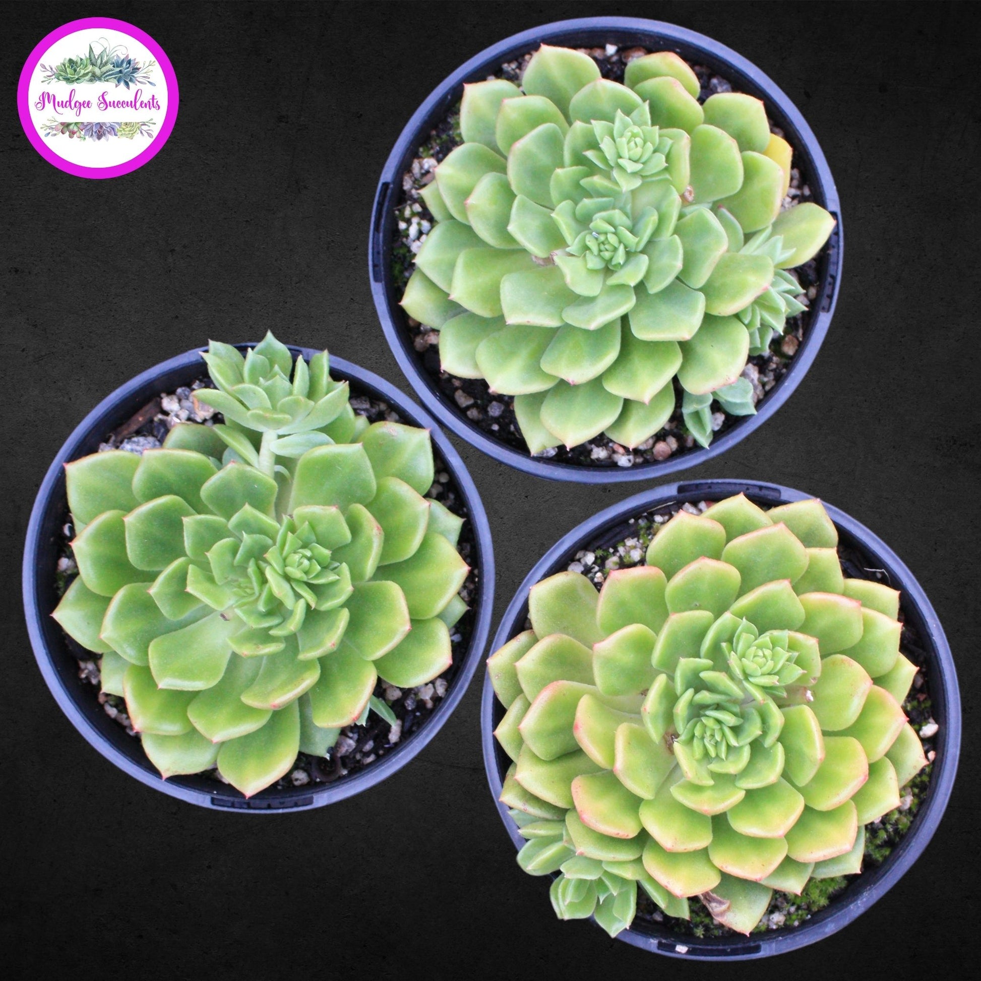 Succulent Plant - Echeveria ‘Leisal’ - Mudgee Succulents Online Shop