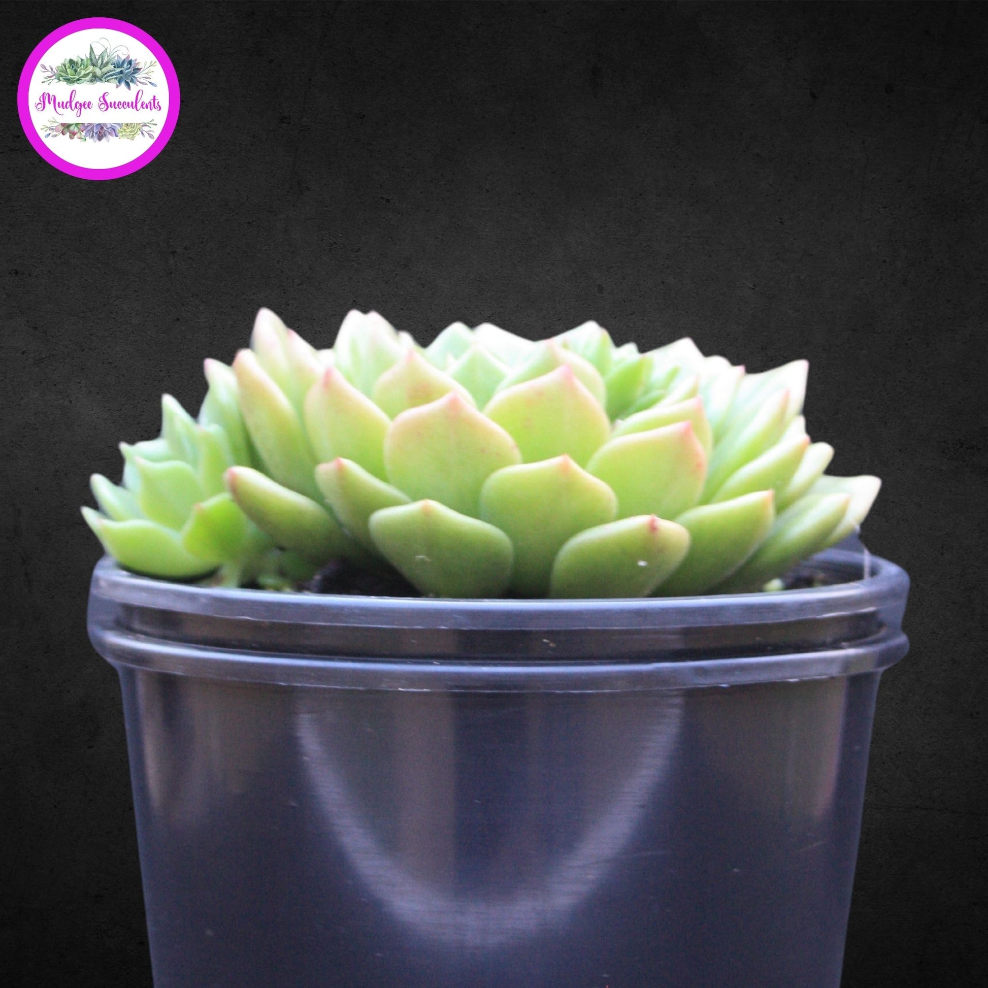 Succulent Plant - Echeveria ‘Leisal’ - Mudgee Succulents Online Shop