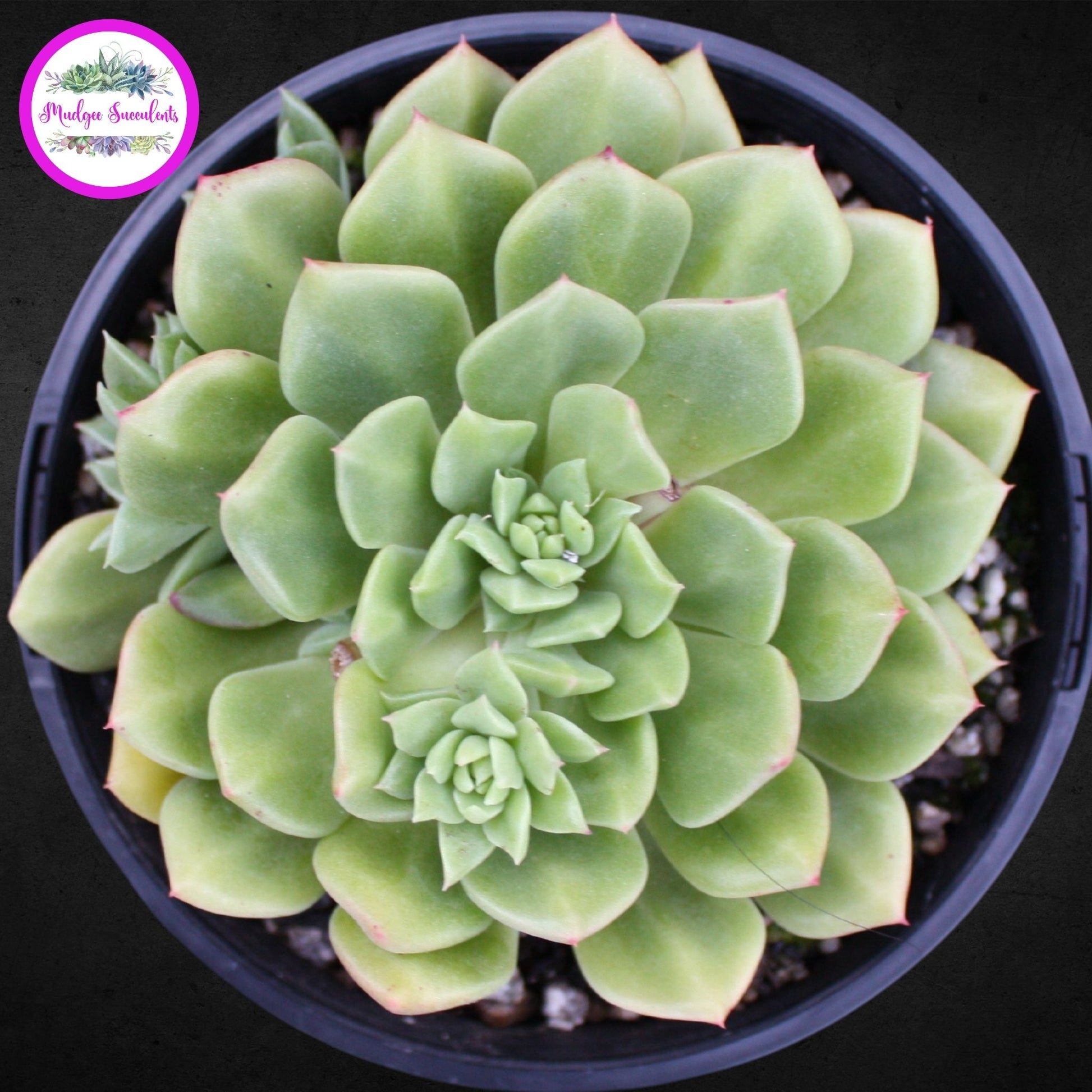Succulent Plant - Echeveria ‘Leisal’ - Mudgee Succulents Online Shop