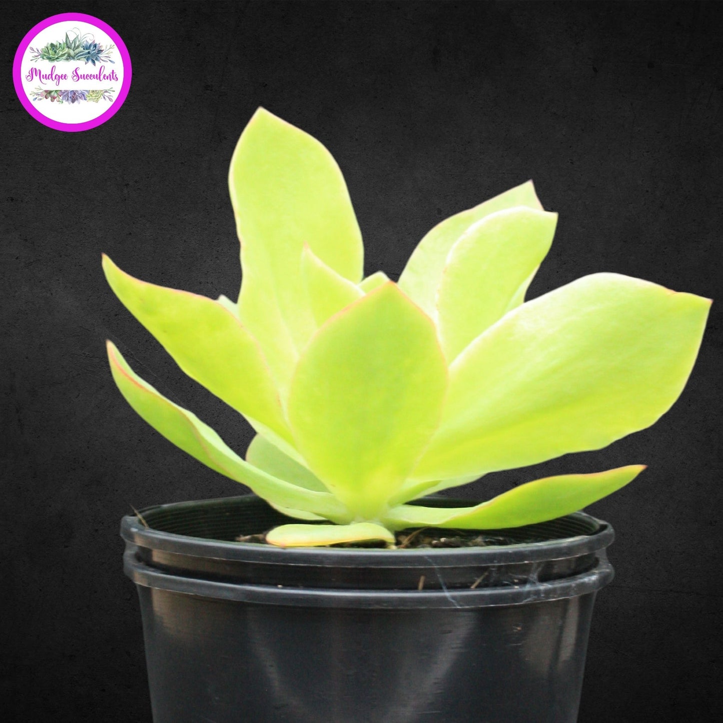 Echeveria 'Lemon Twist' - Mudgee Succulents Online Shop