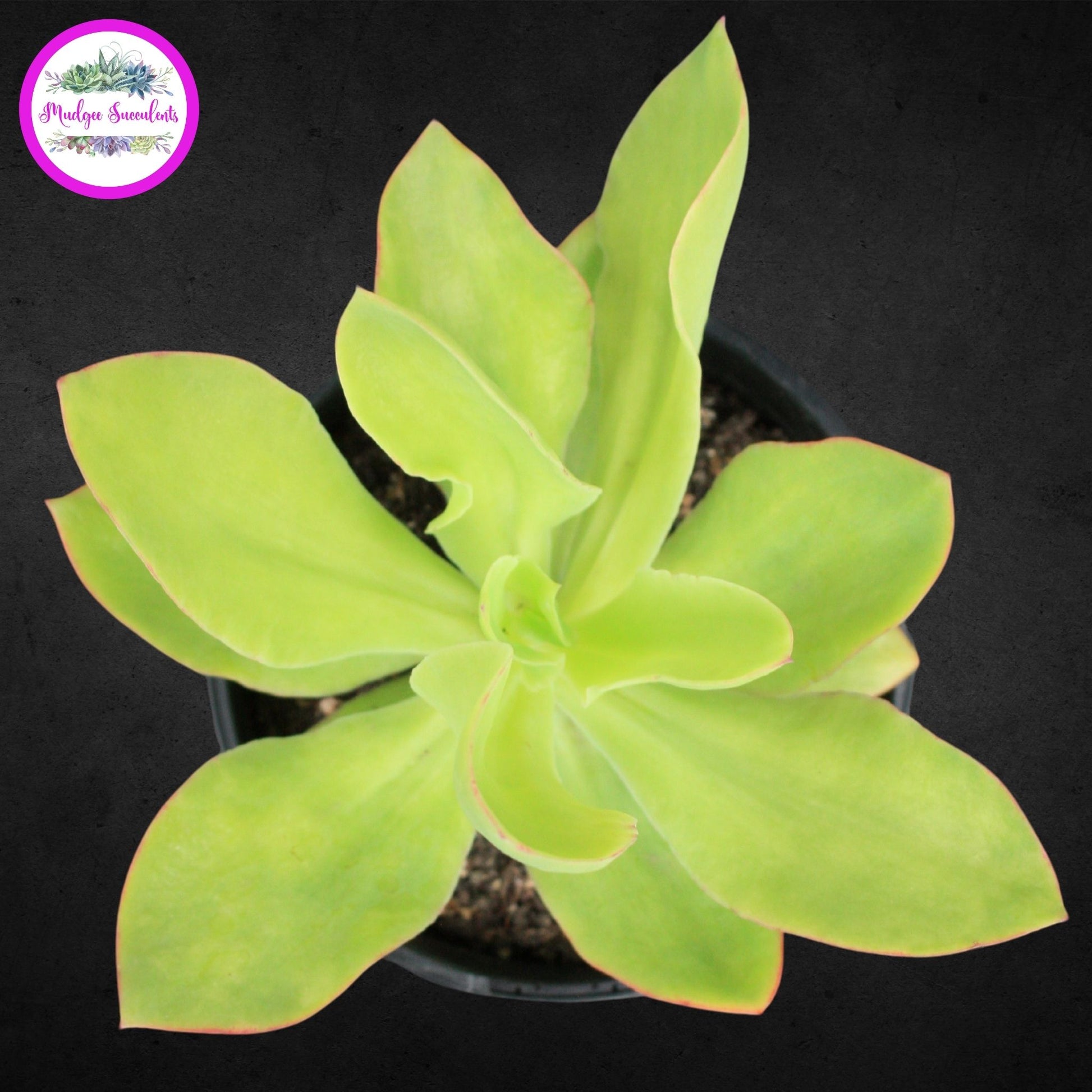 Echeveria 'Lemon Twist' - Mudgee Succulents Online Shop