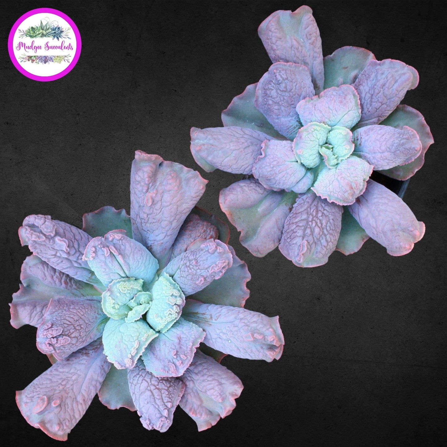 Echeveria 'Linguas' - Mudgee Succulents Online Shop