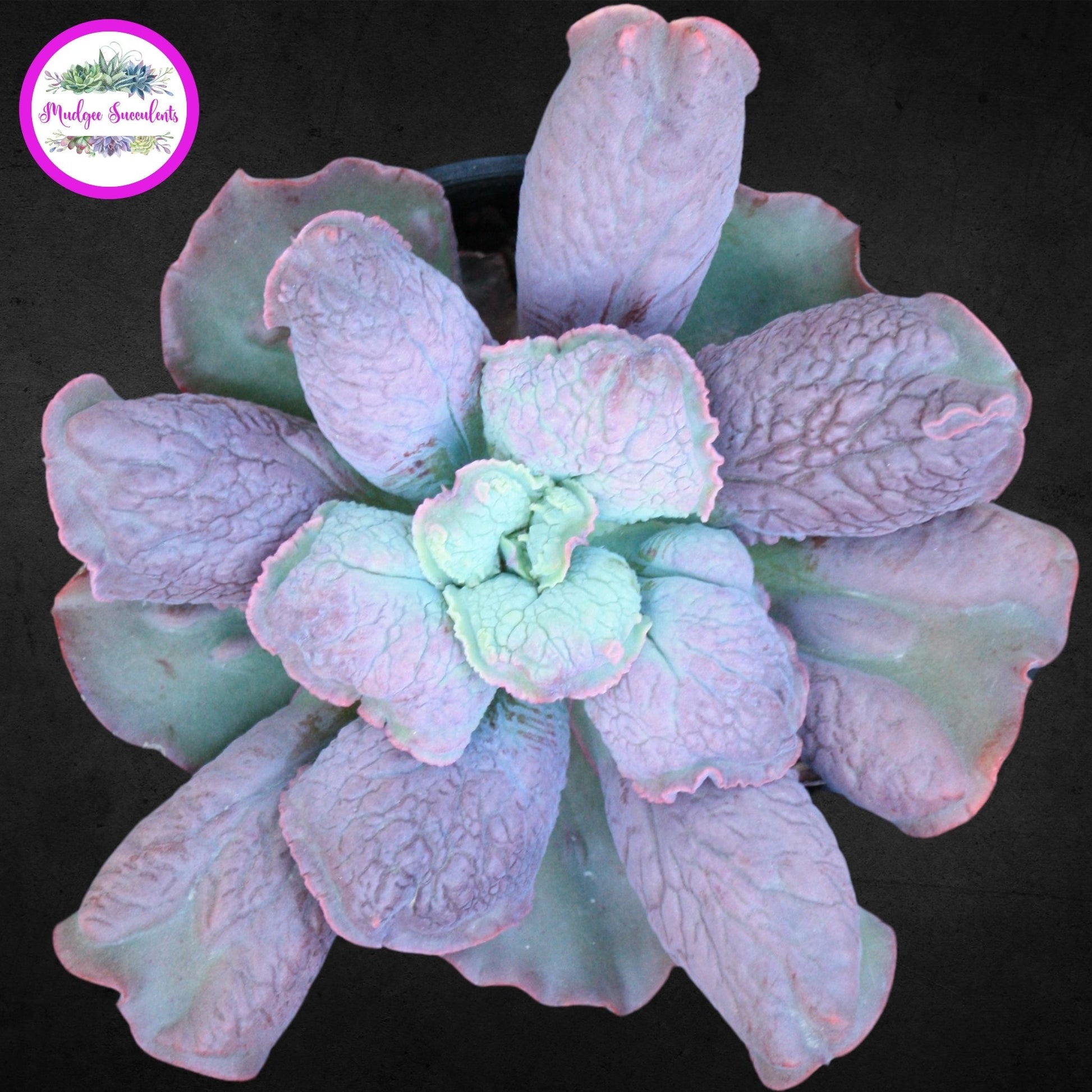 Echeveria 'Linguas' - Mudgee Succulents Online Shop