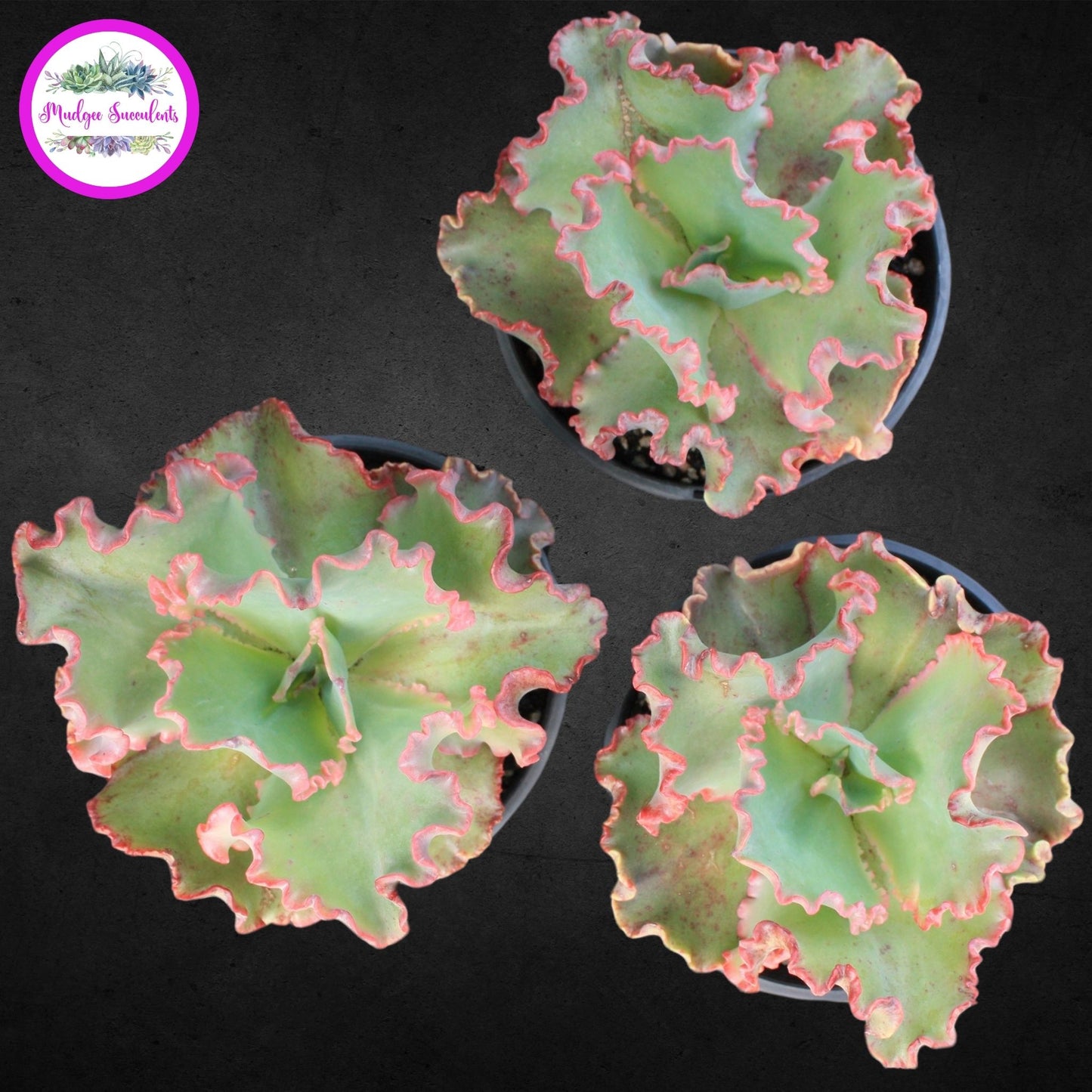 A photo of three succulent plants - Echeveria 'Marjorie Pogue' - Mudgee Succulents Online Shop