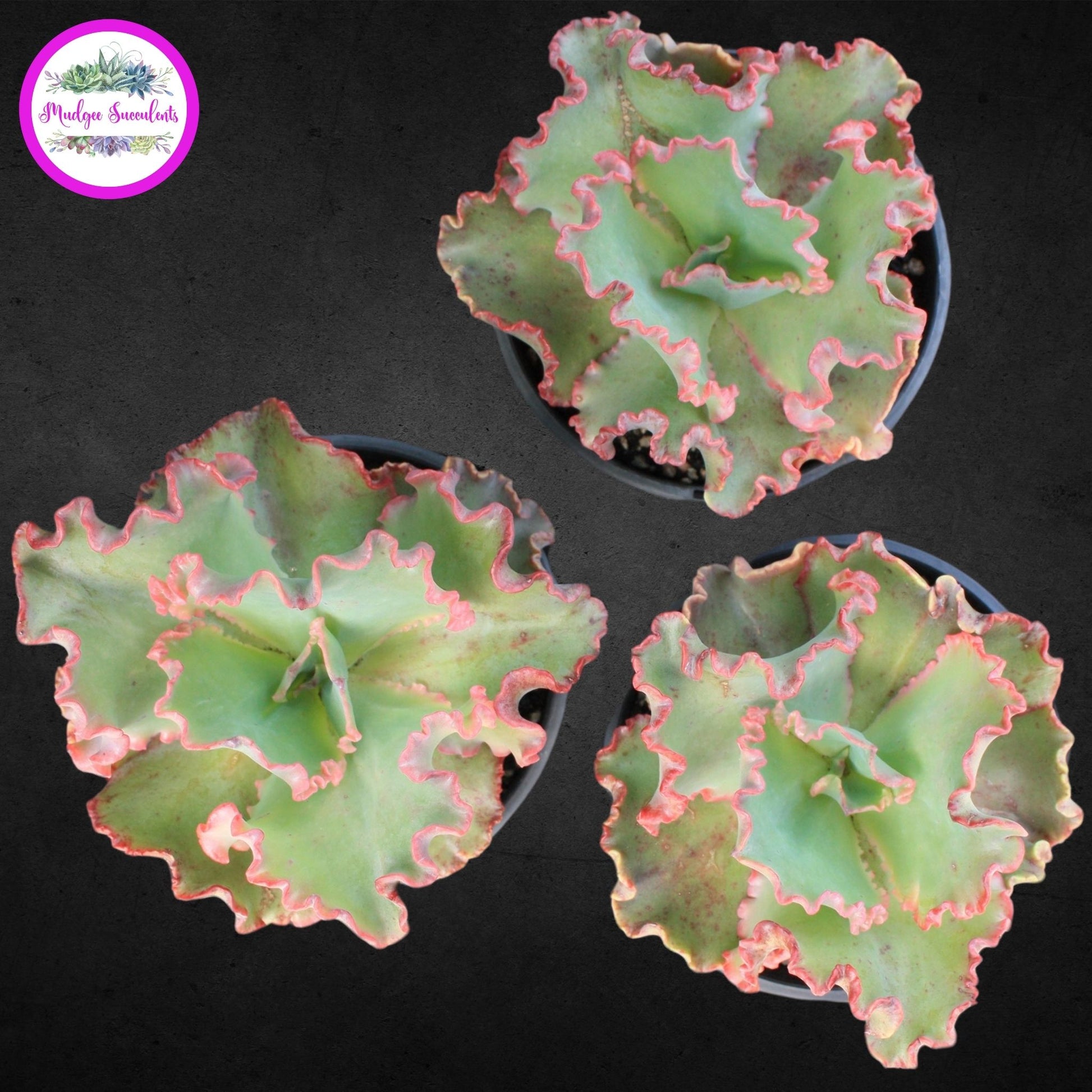 A photo of three succulent plants - Echeveria 'Marjorie Pogue' - Mudgee Succulents Online Shop