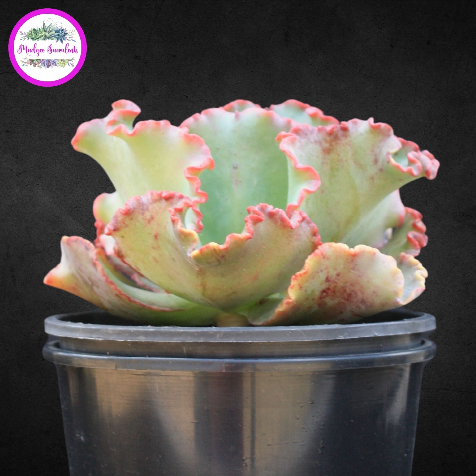 A photo of a succulent plant - Echeveria 'Marjorie Pogue' - Mudgee Succulents Online Shop