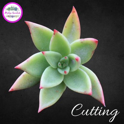 Succulent Cutting - Echeveria 'Martin' - Mudgee Succulents Online Shop